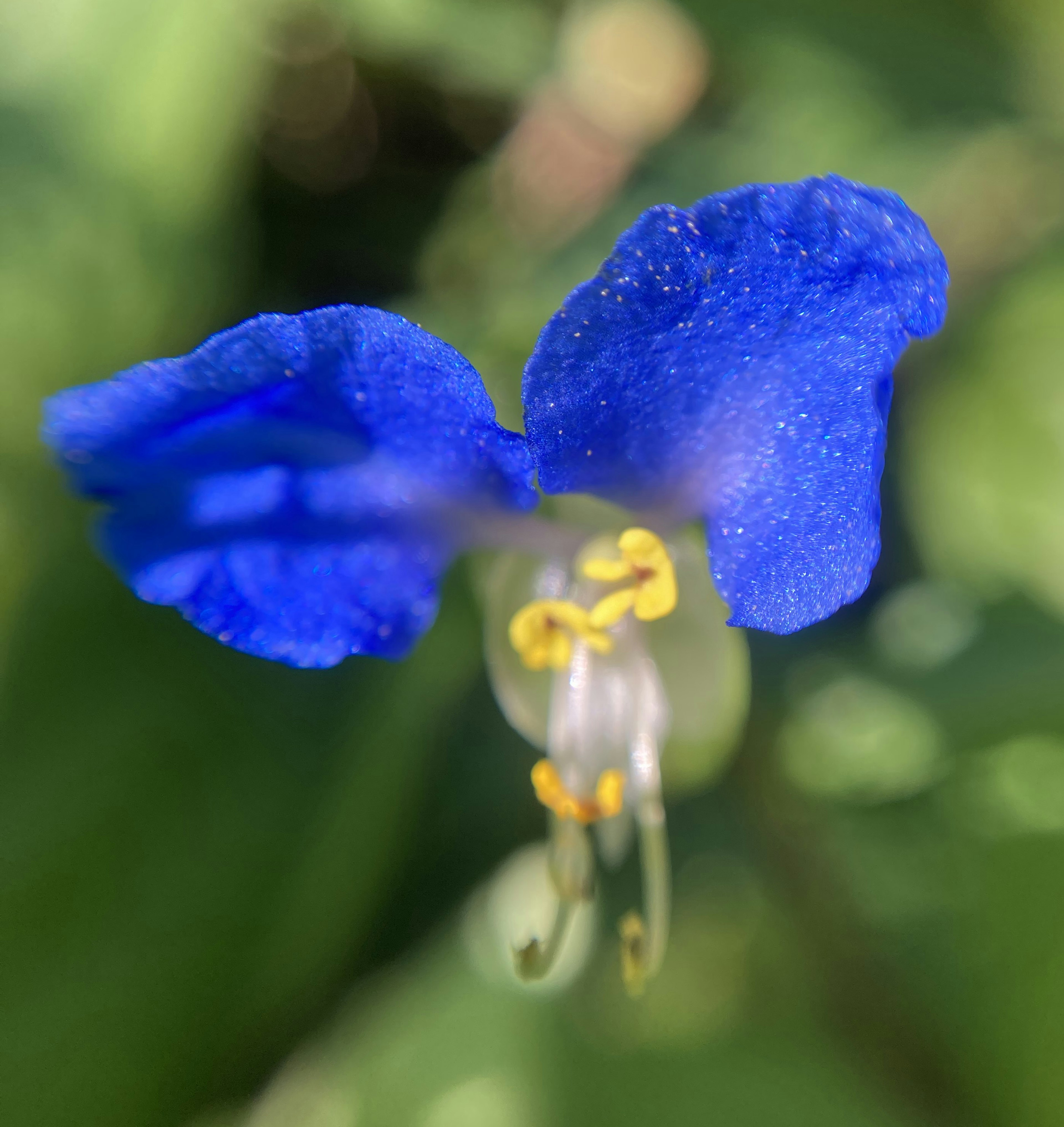 Imagen en primer plano de una flor azul vibrante con estambres amarillos en el centro