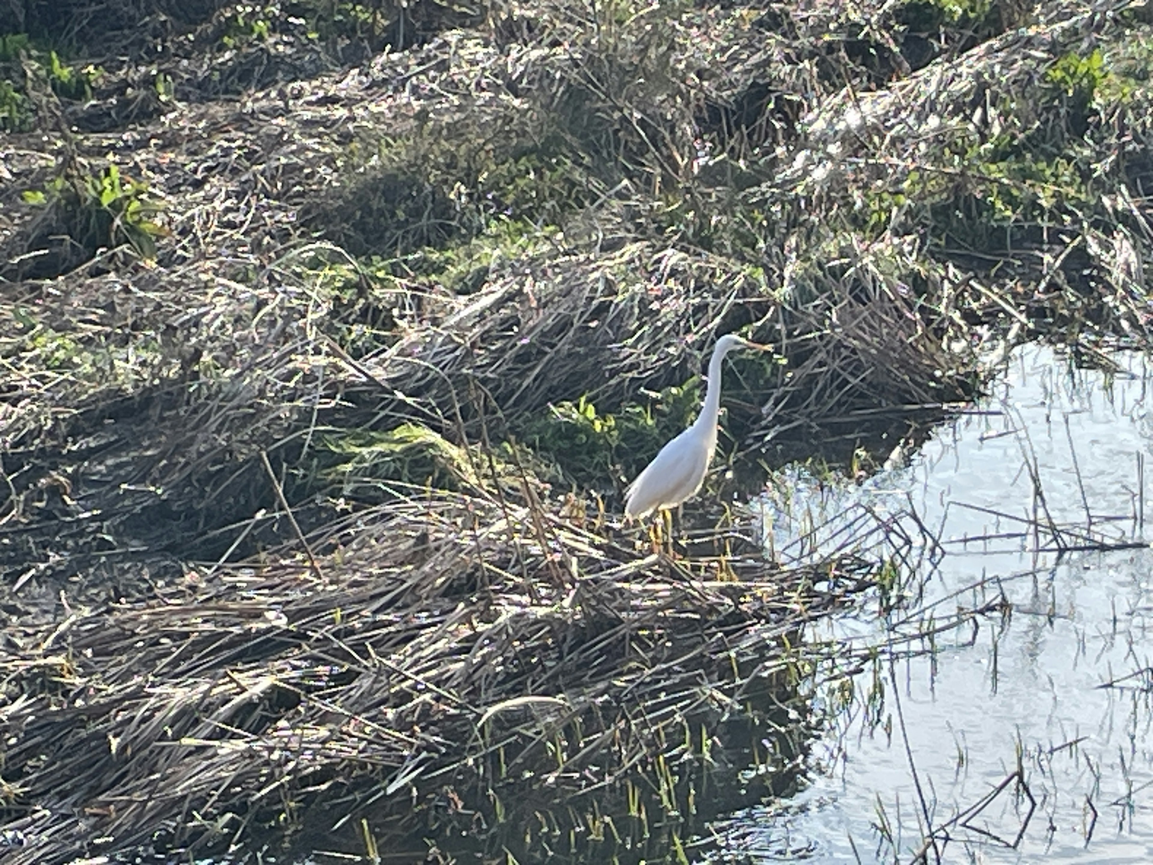 Un airone bianco in piedi vicino all'acqua