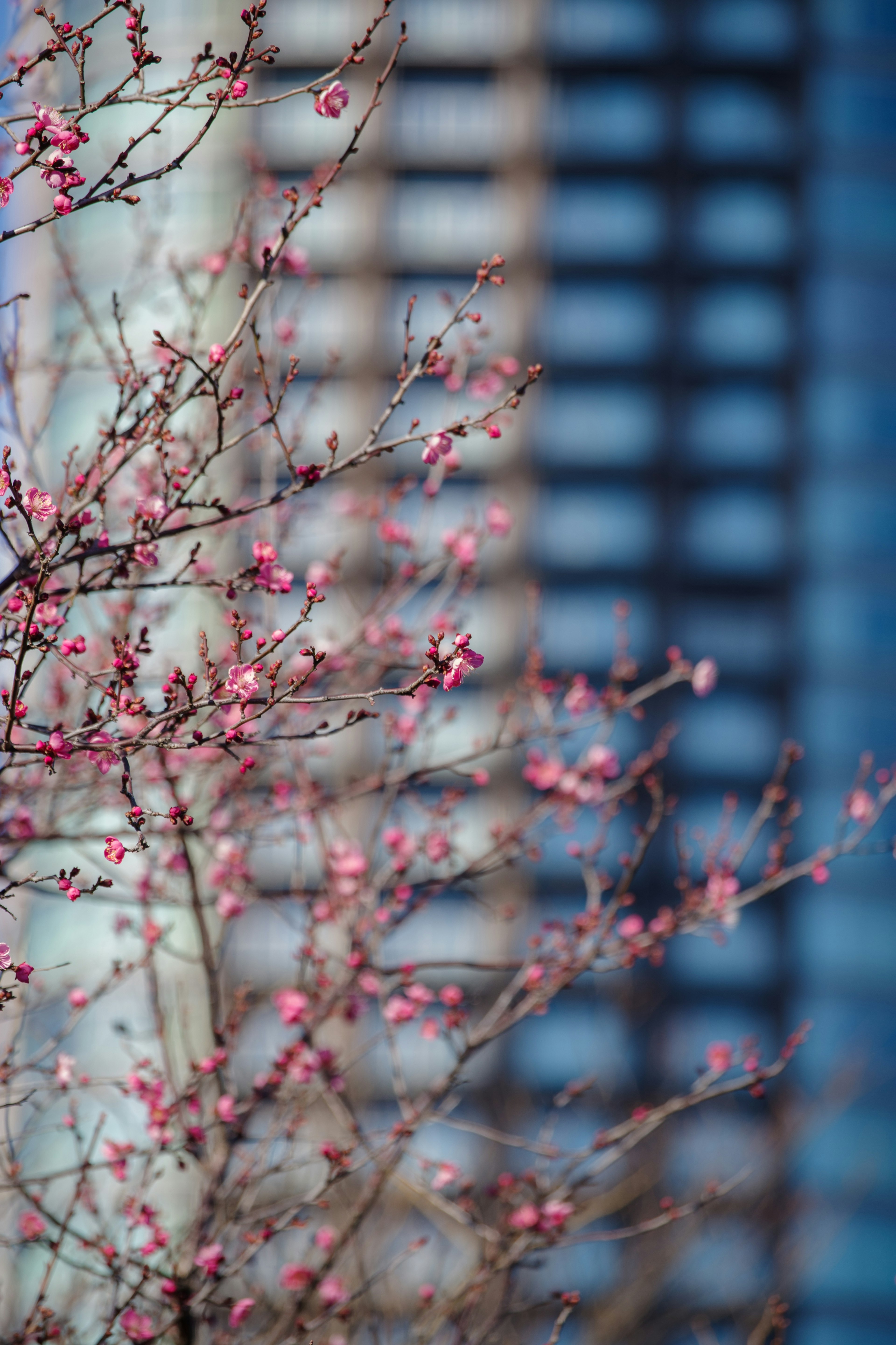 青いビルの背景に咲くピンクの花の木