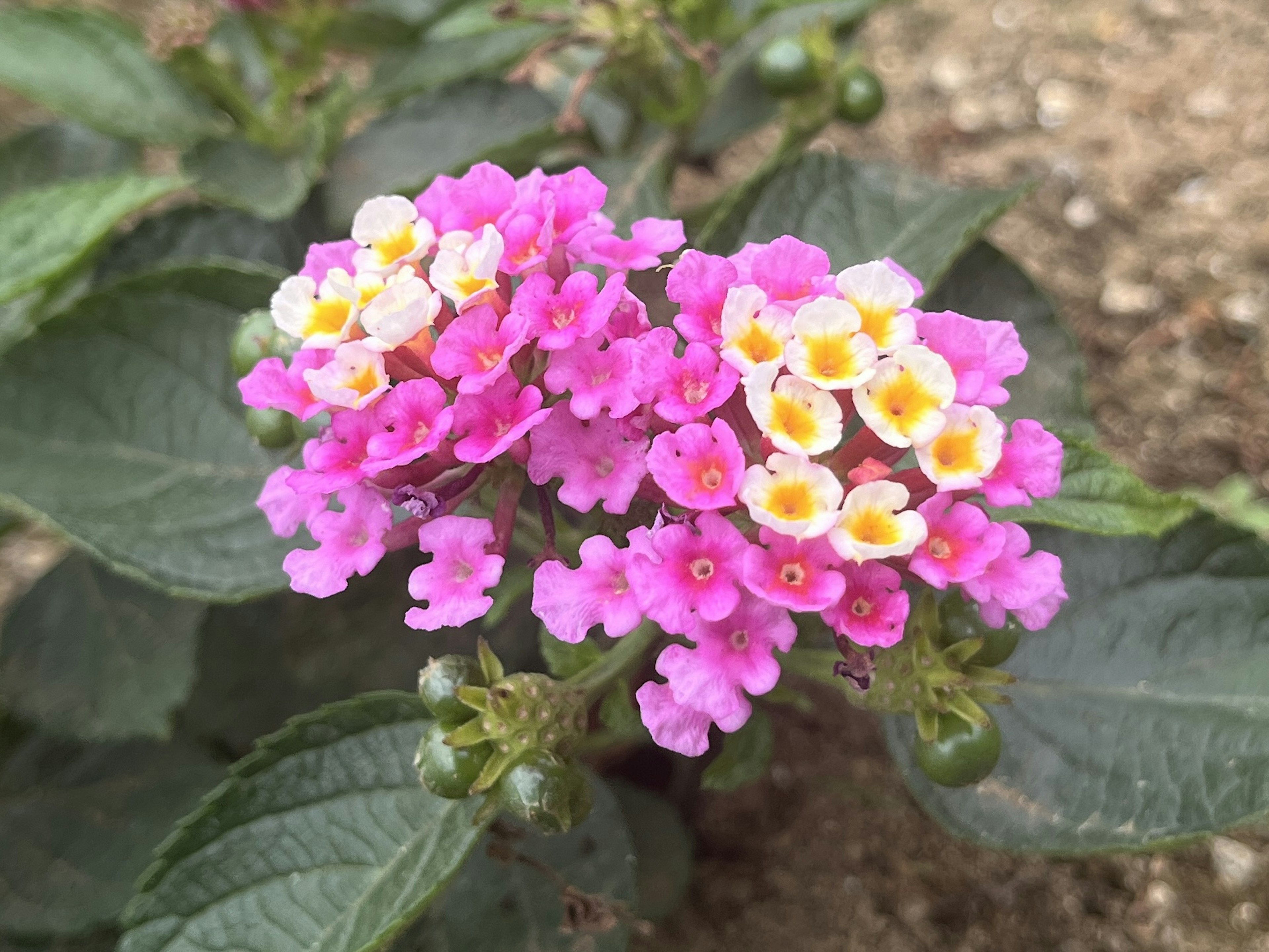 Nahaufnahme von lebhaften rosa und weißen Lantana-Blüten in Trauben