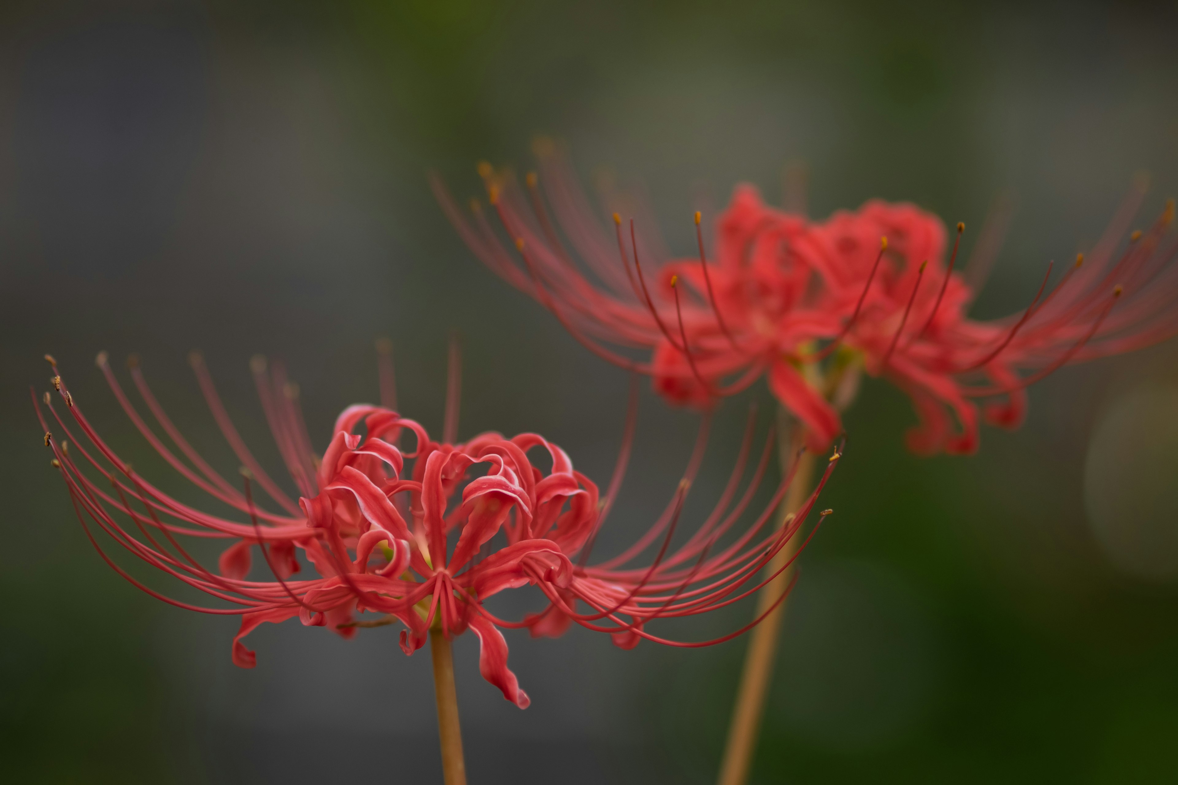 兩朵鮮豔的紅色蜘蛛百合在柔和模糊的背景中盛開