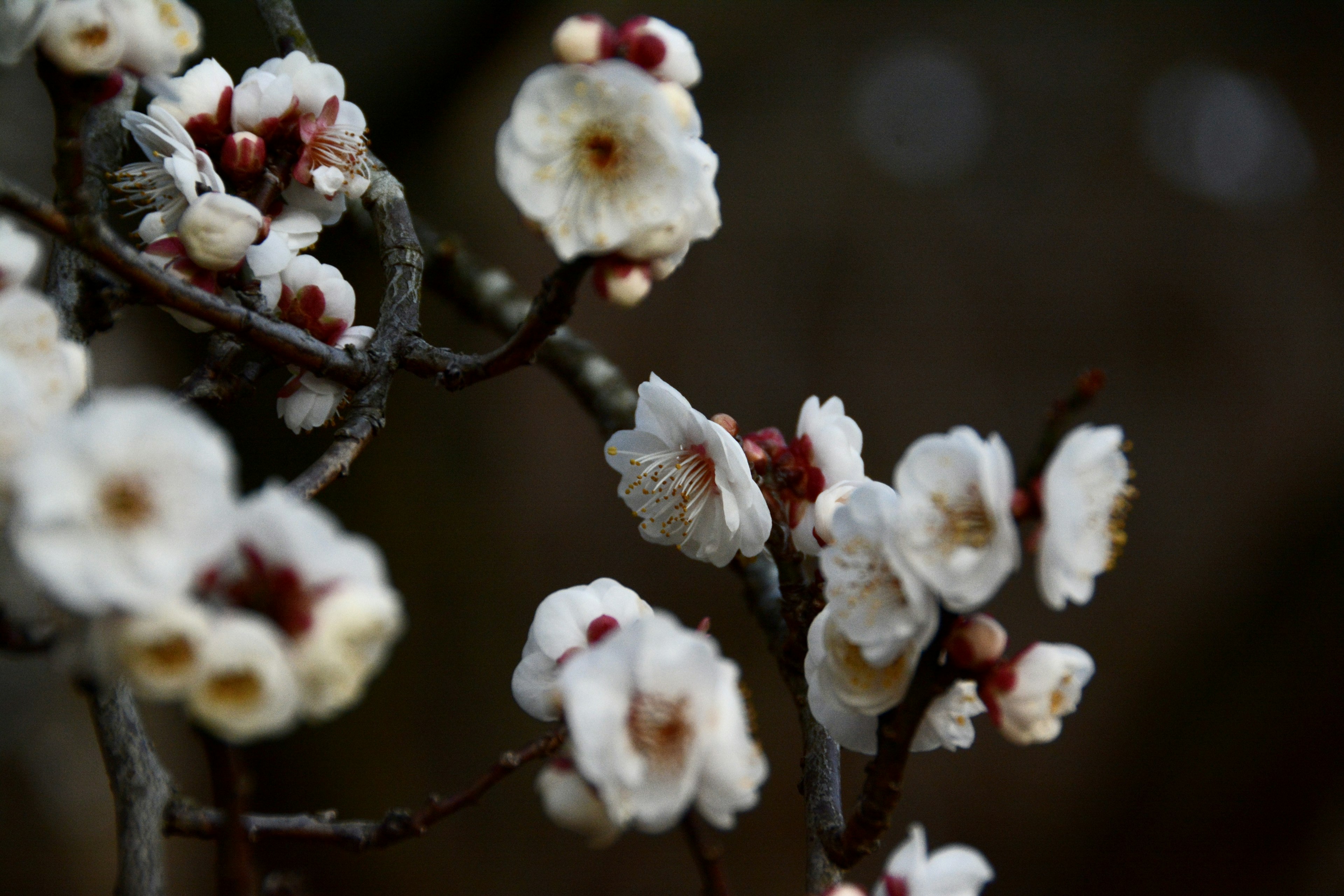 Close-up bunga plum putih di cabang