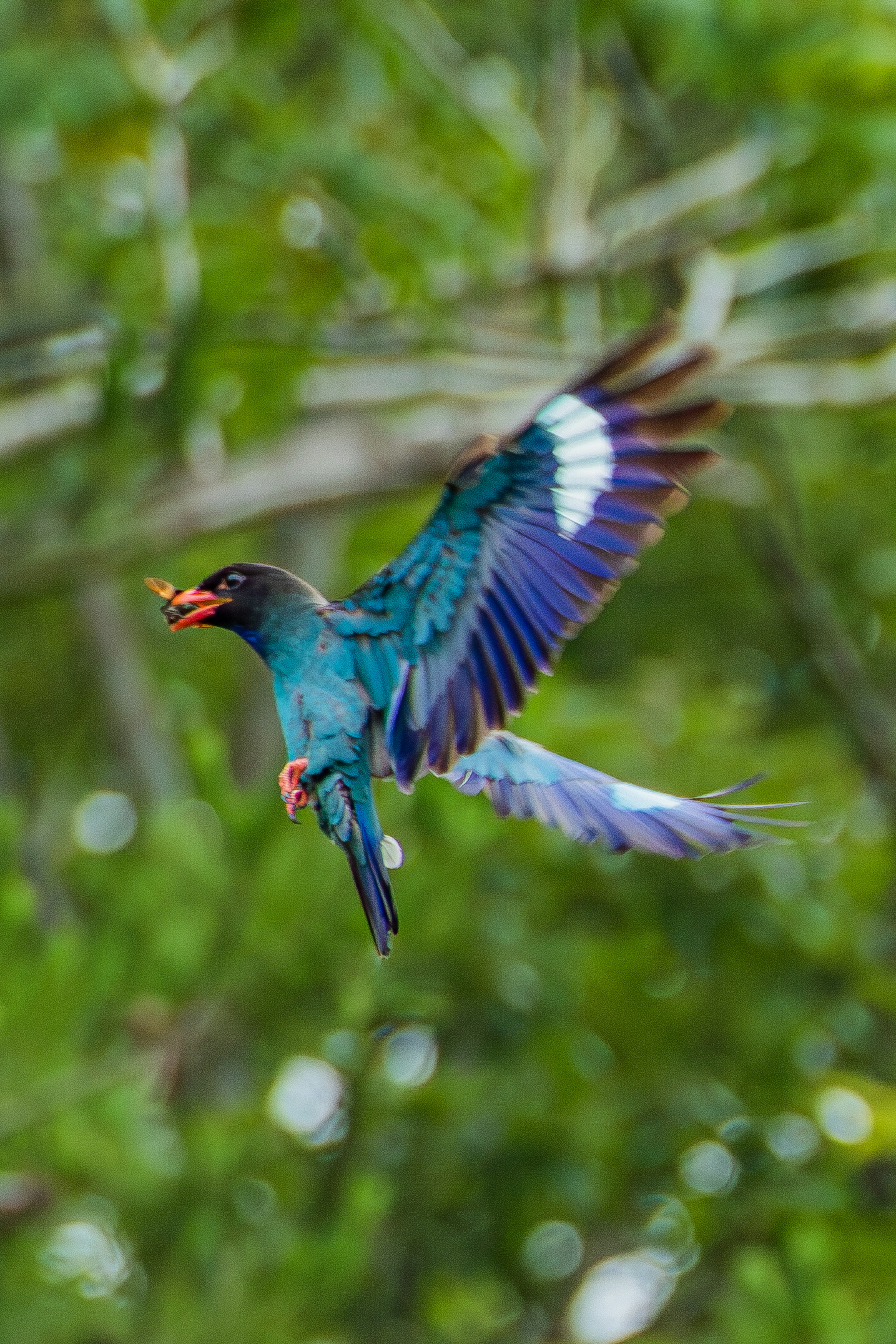 A colorful bird with vibrant blue and purple feathers in flight