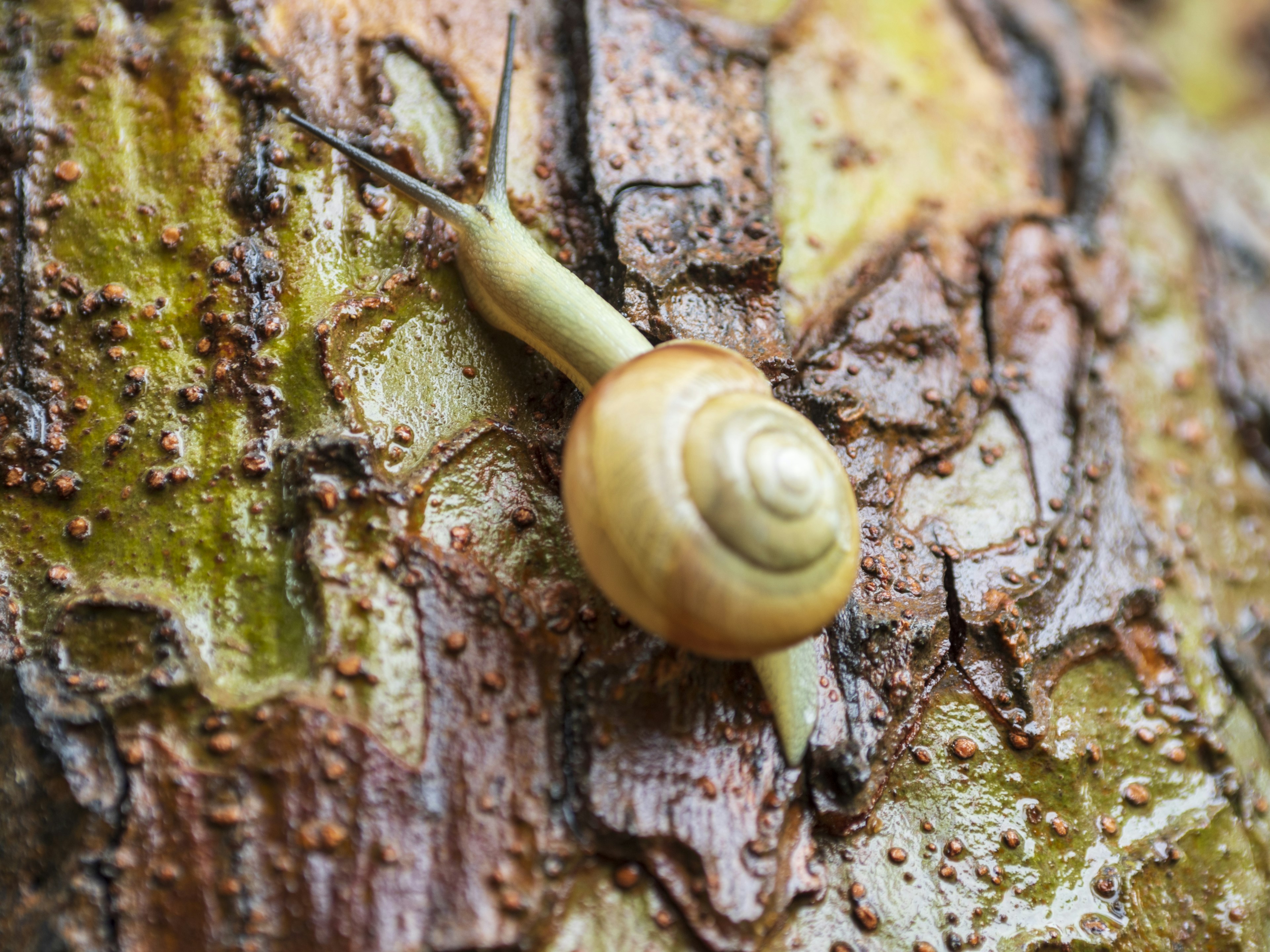 Close-up of a snail climbing a tree trunk