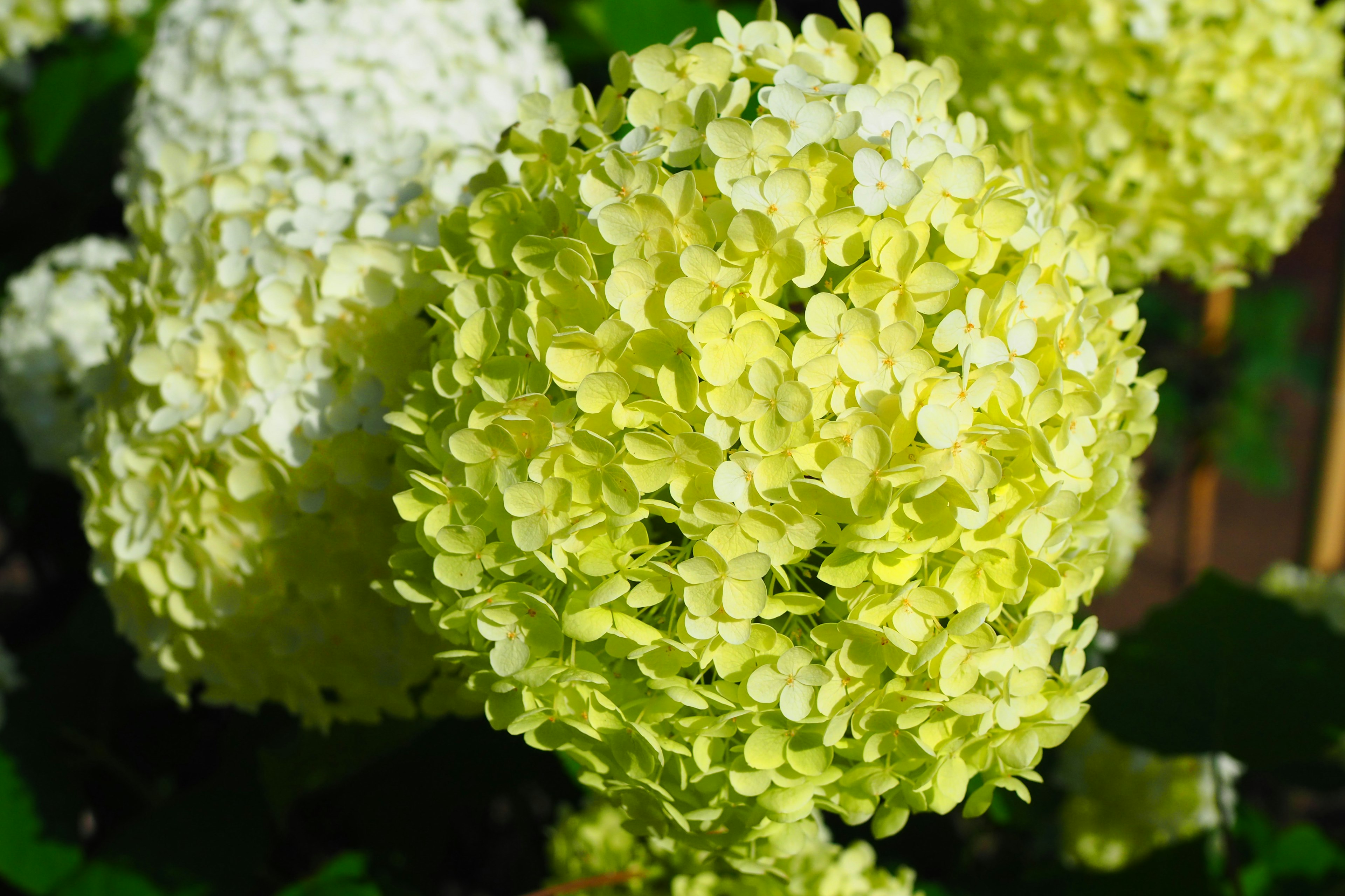 Nahaufnahme von sphärischen Clustern von grünlichen Blumen auf einer Pflanze