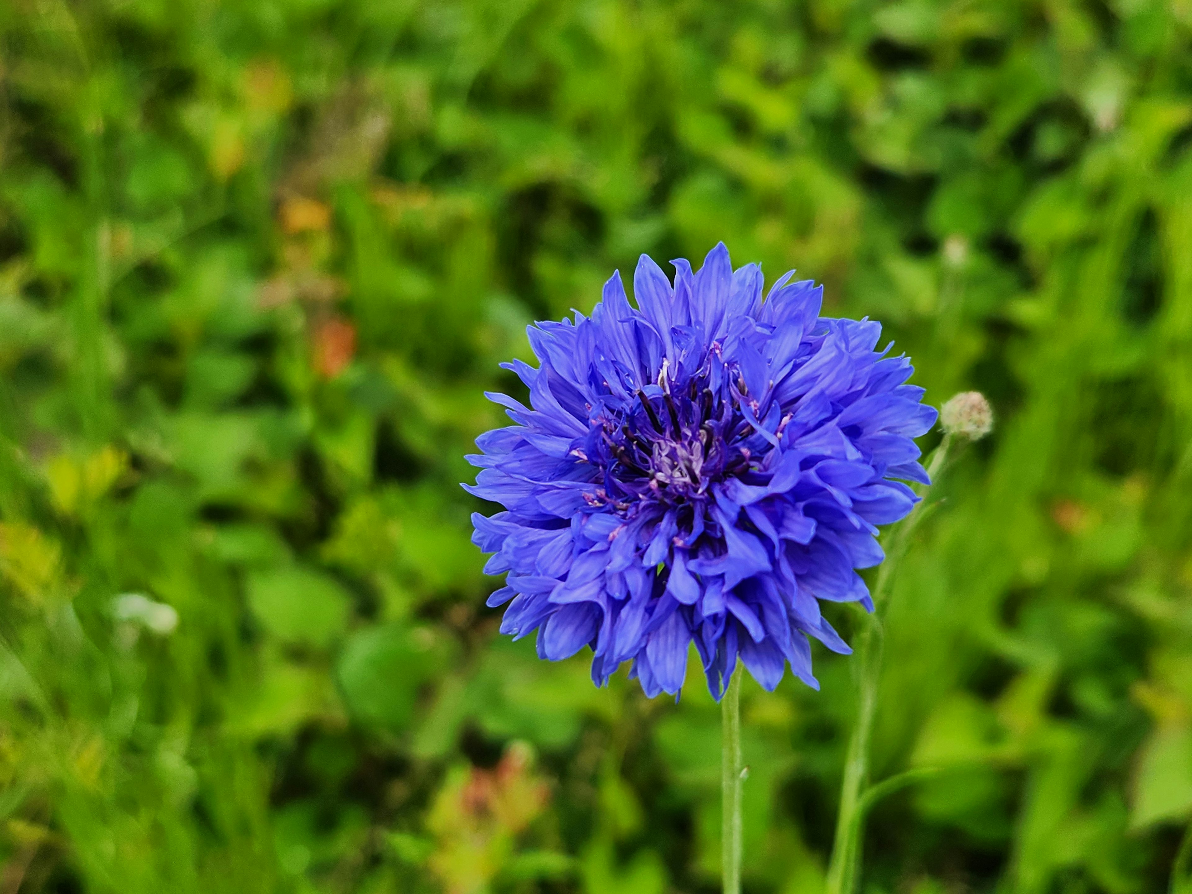 Lebendige blaue Blume hebt sich von grünem Hintergrund ab