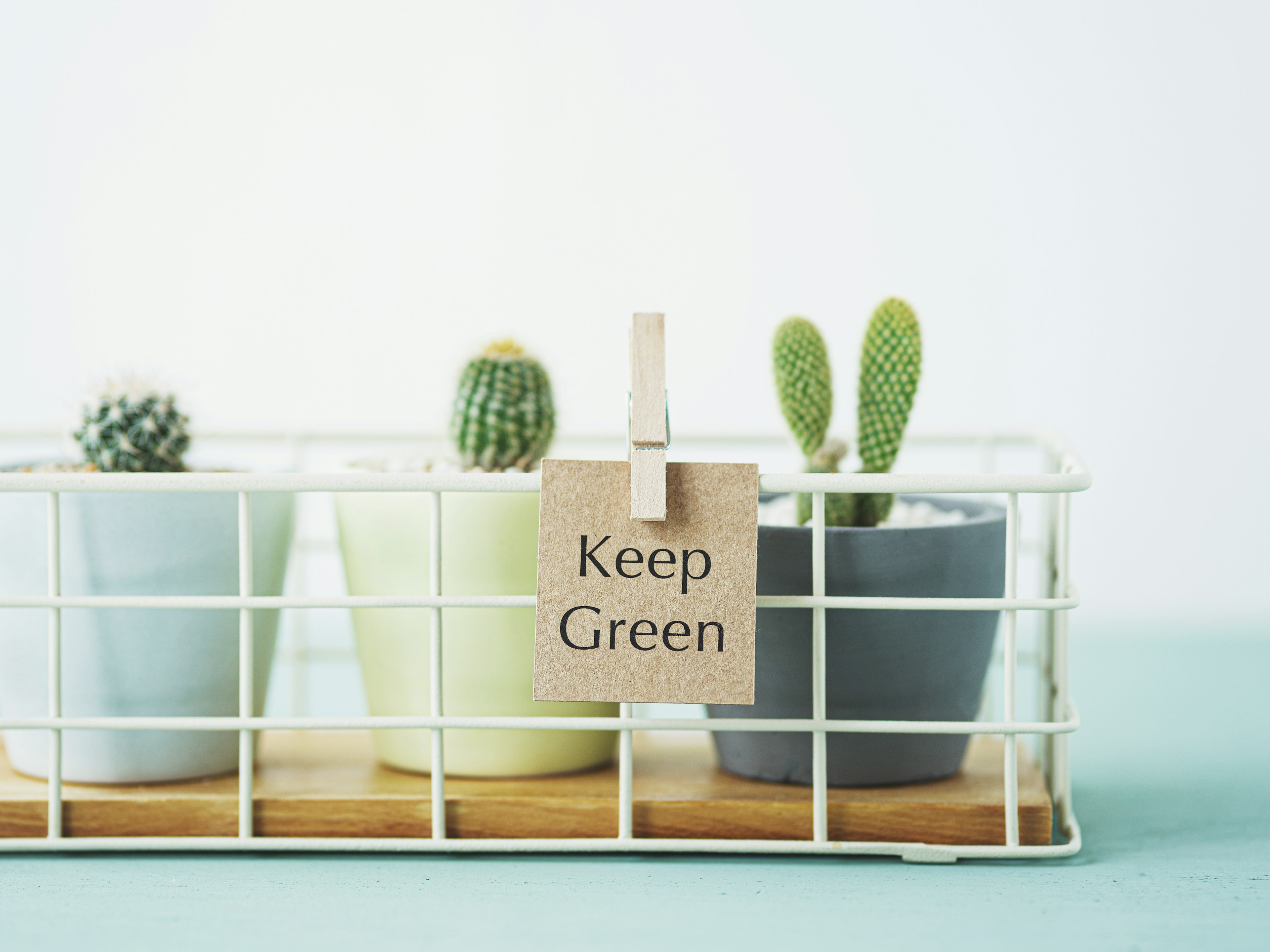 Pots colorés avec des cactus et un message disant Keep Green