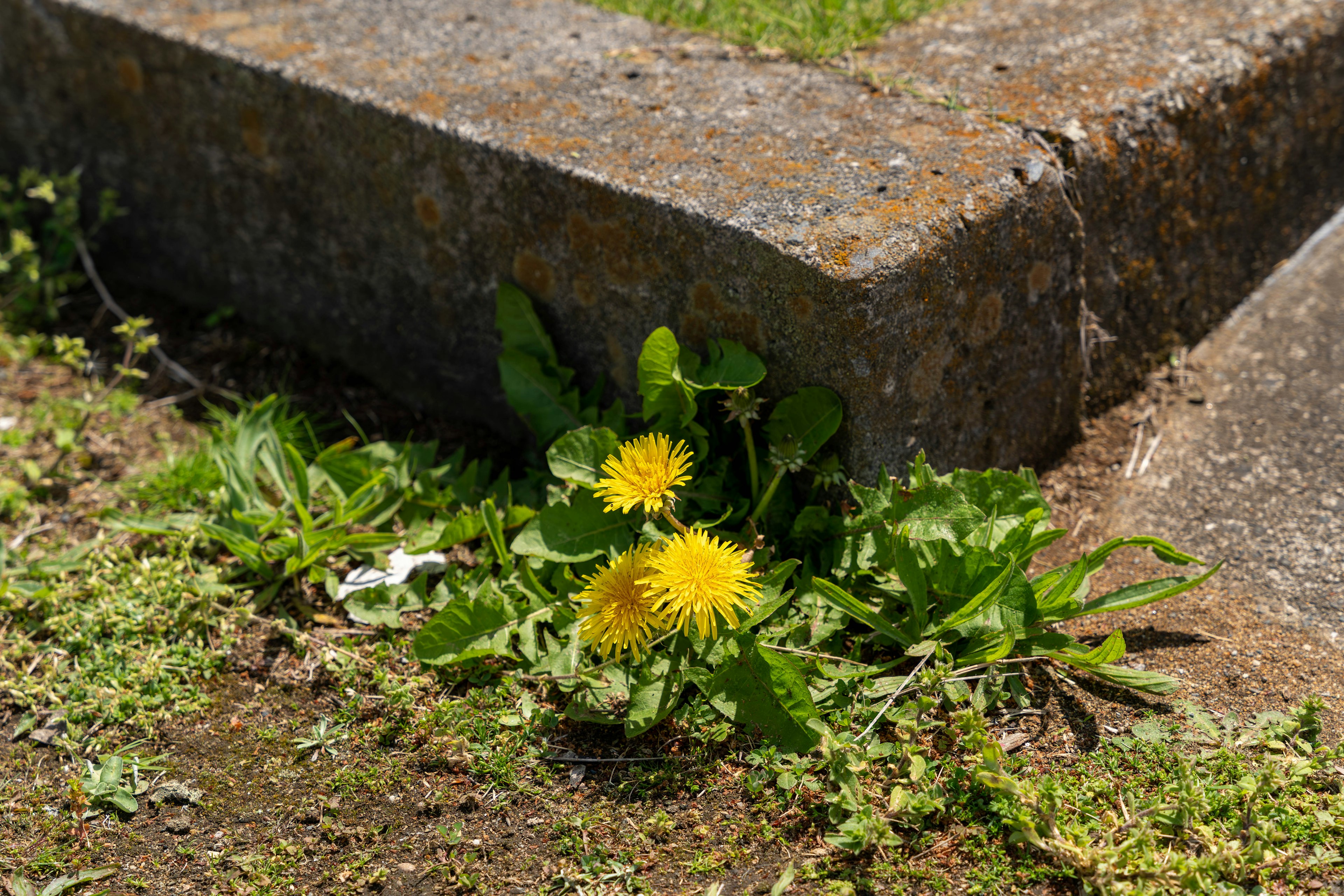 Pissenlits jaunes poussant au bord d'une surface en béton