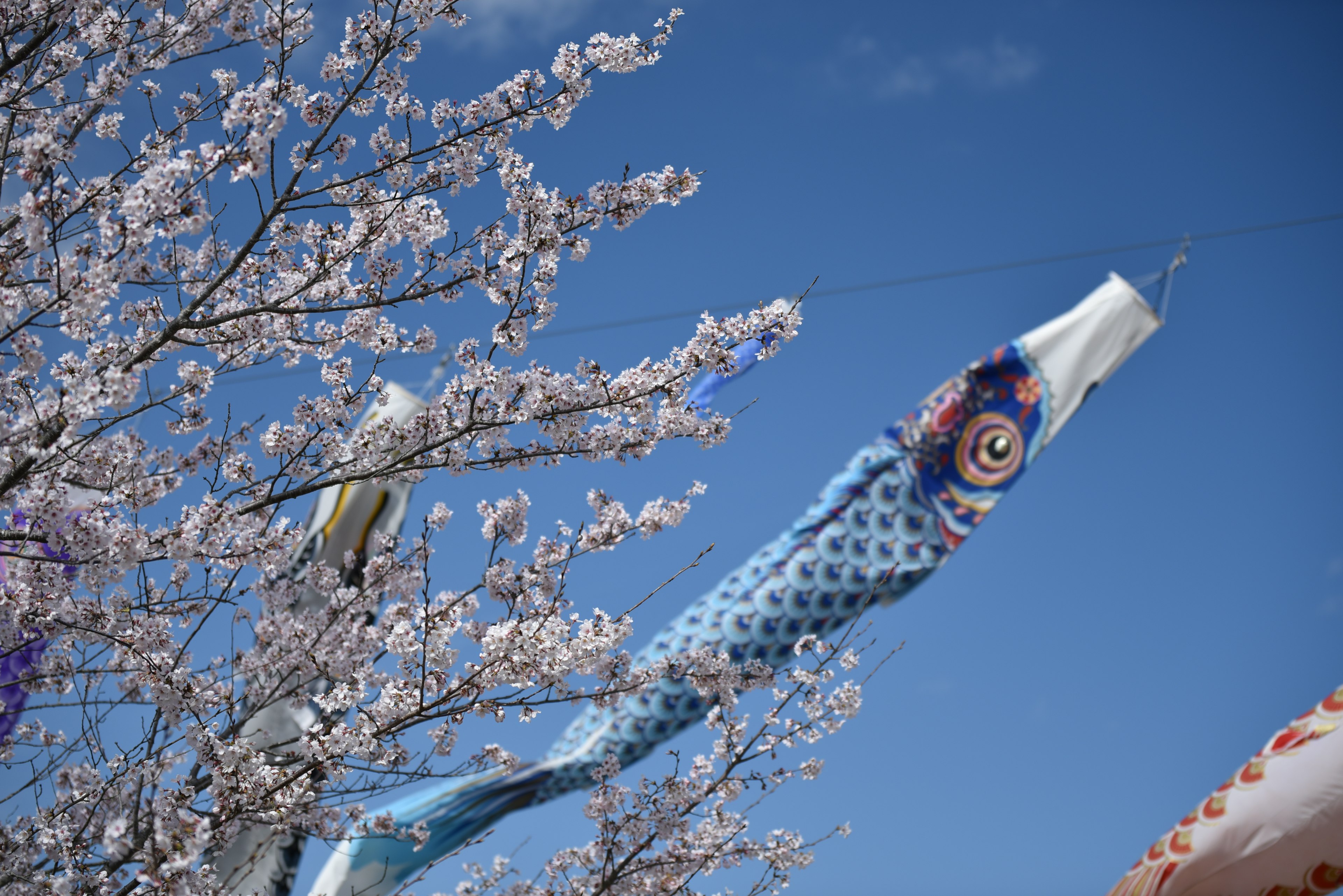 Blue koi nobori decorated next to a cherry blossom tree