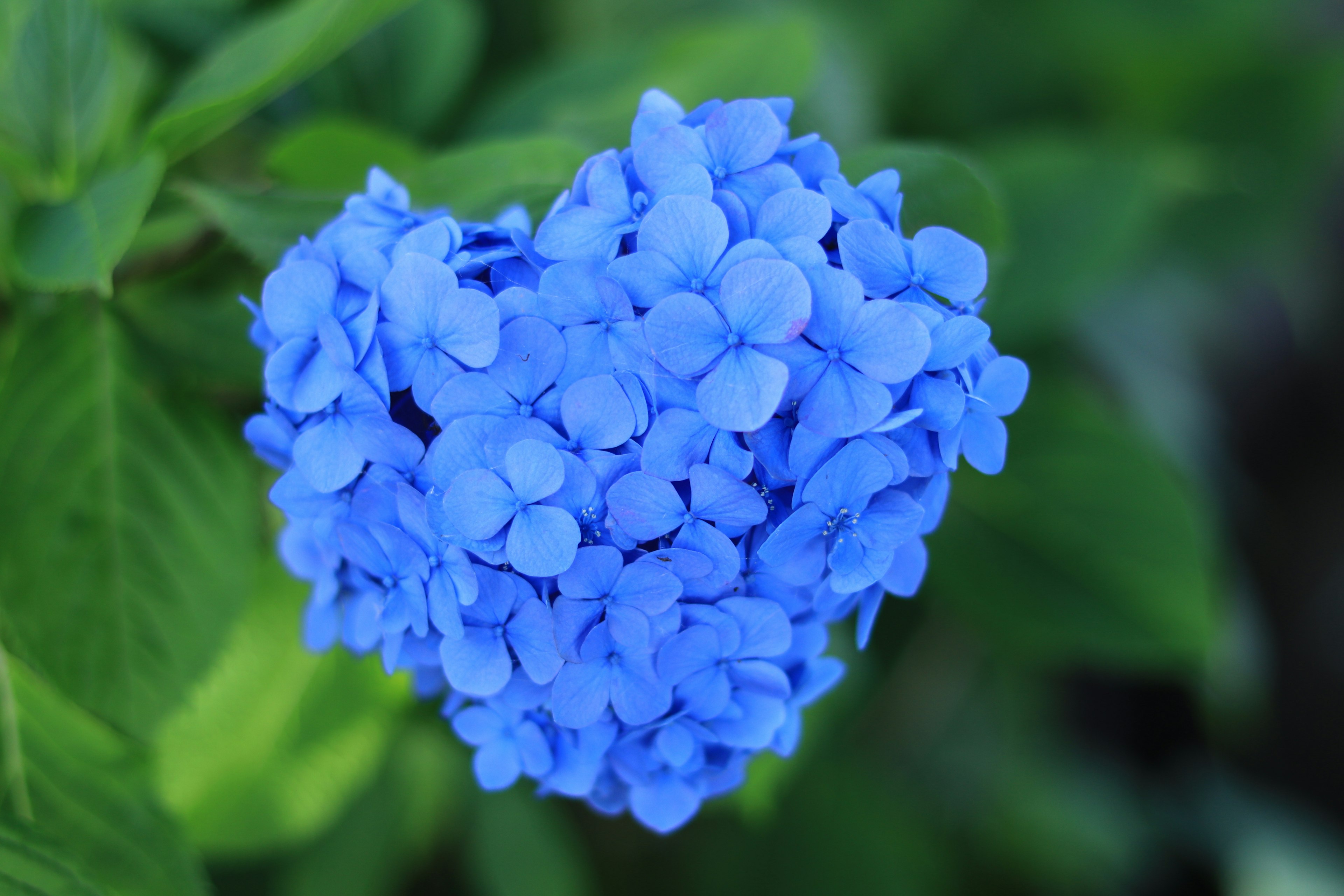 Herzförmiger Haufen blauer Blumen mit grünen Blättern