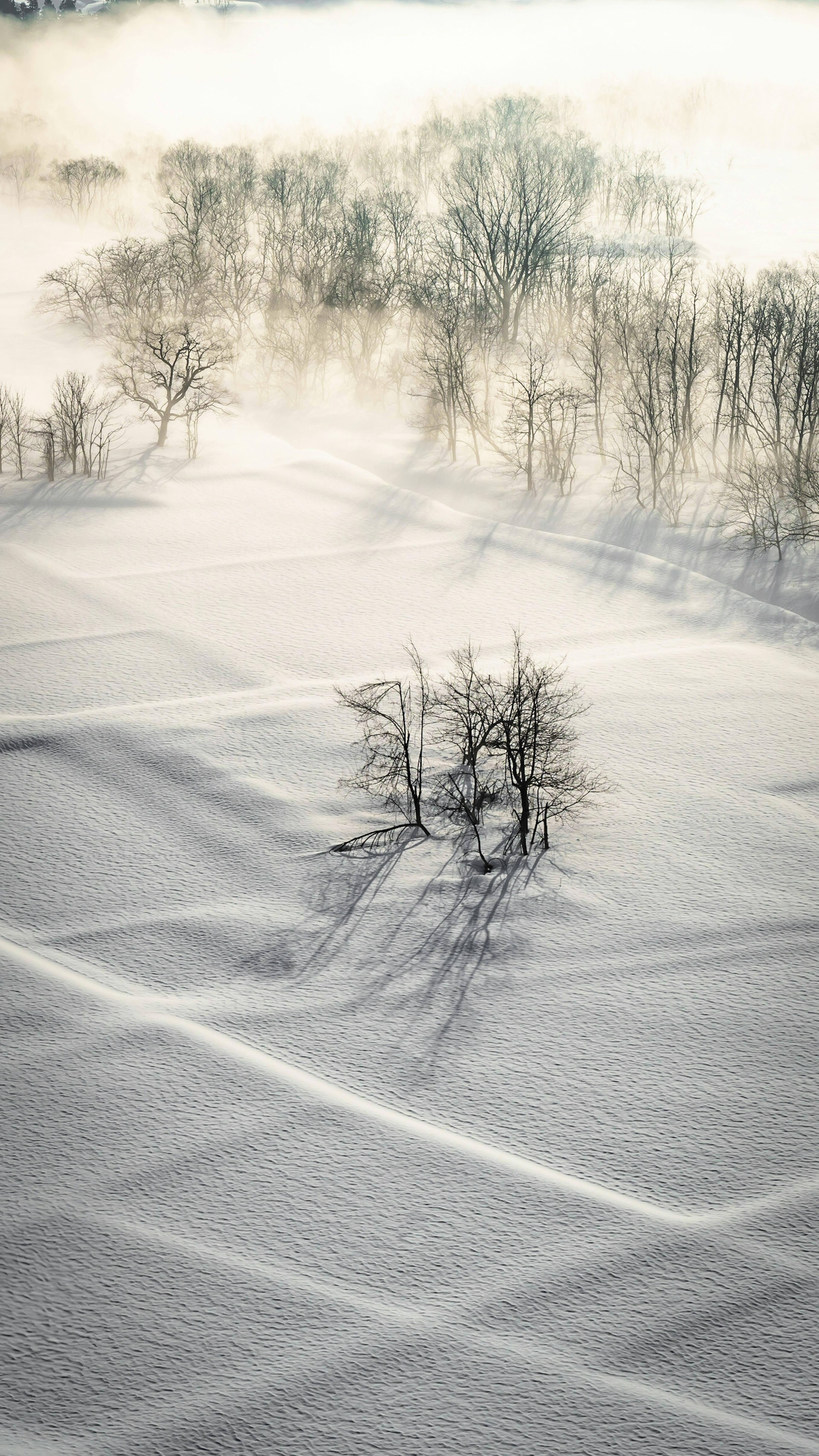 Albero isolato in un paesaggio innevato con ombre