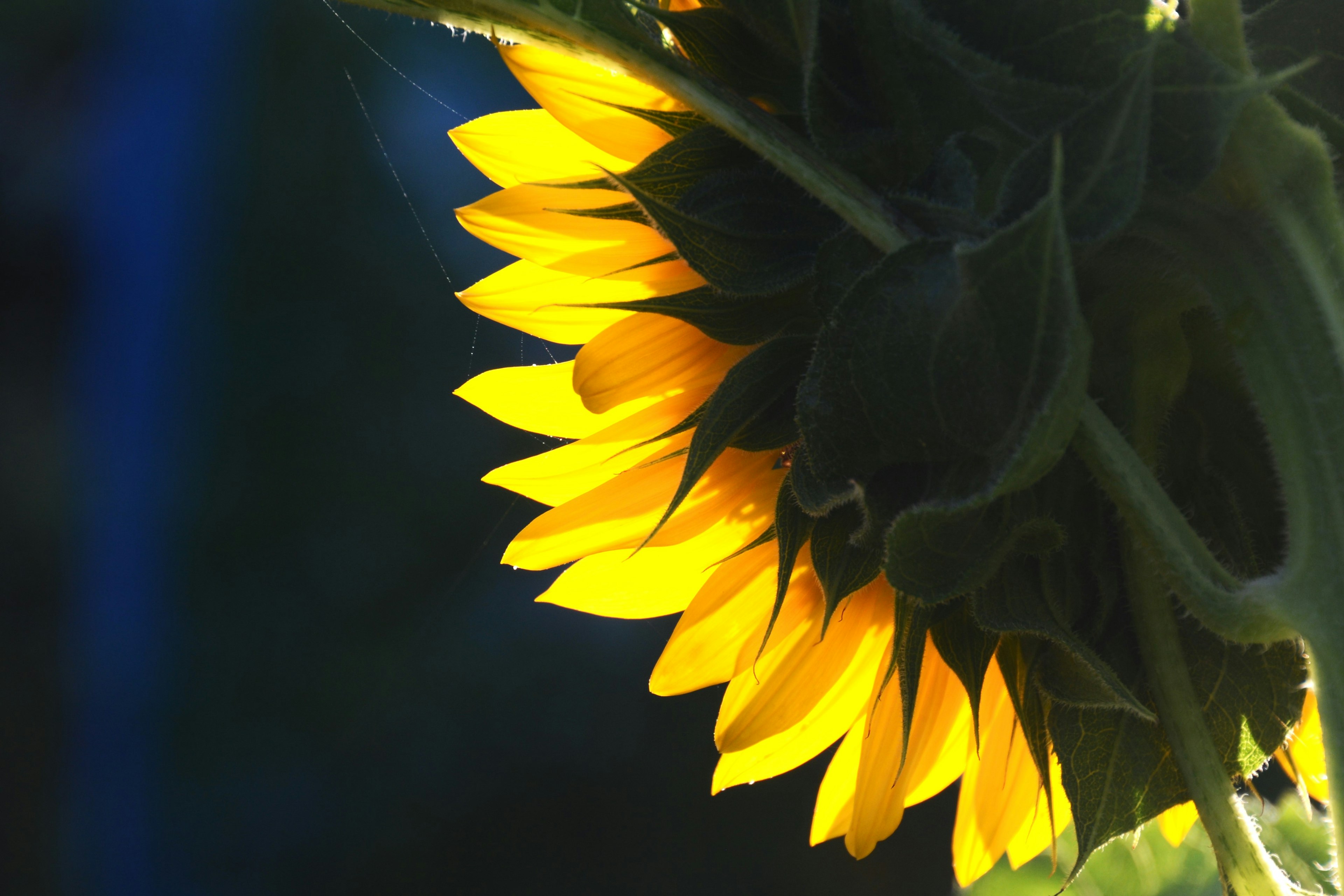 明るい黄色のひまわりの花びらが逆光で輝いている画像