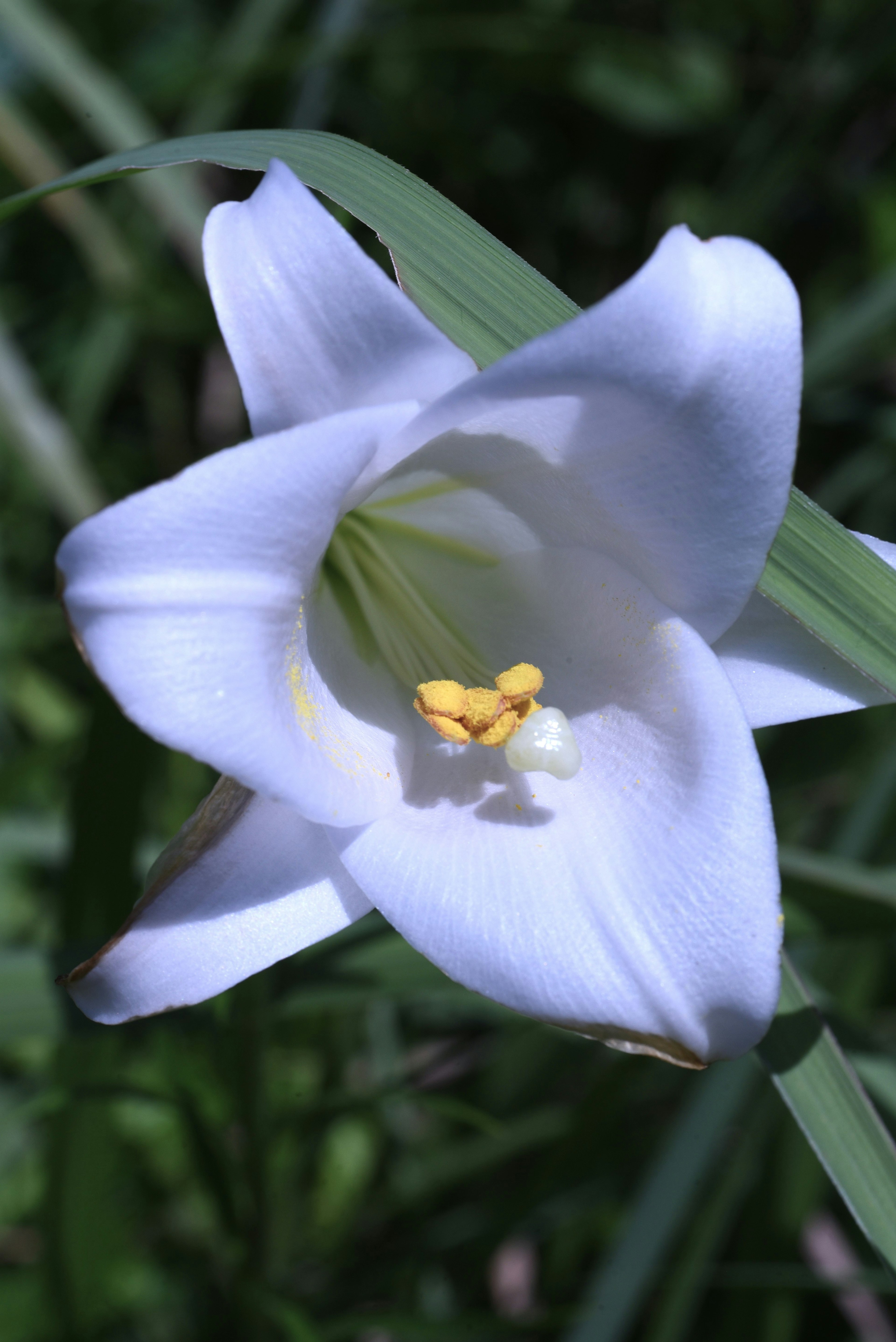 Nahaufnahme einer weißen Lilienblüte umgeben von grünen Blättern