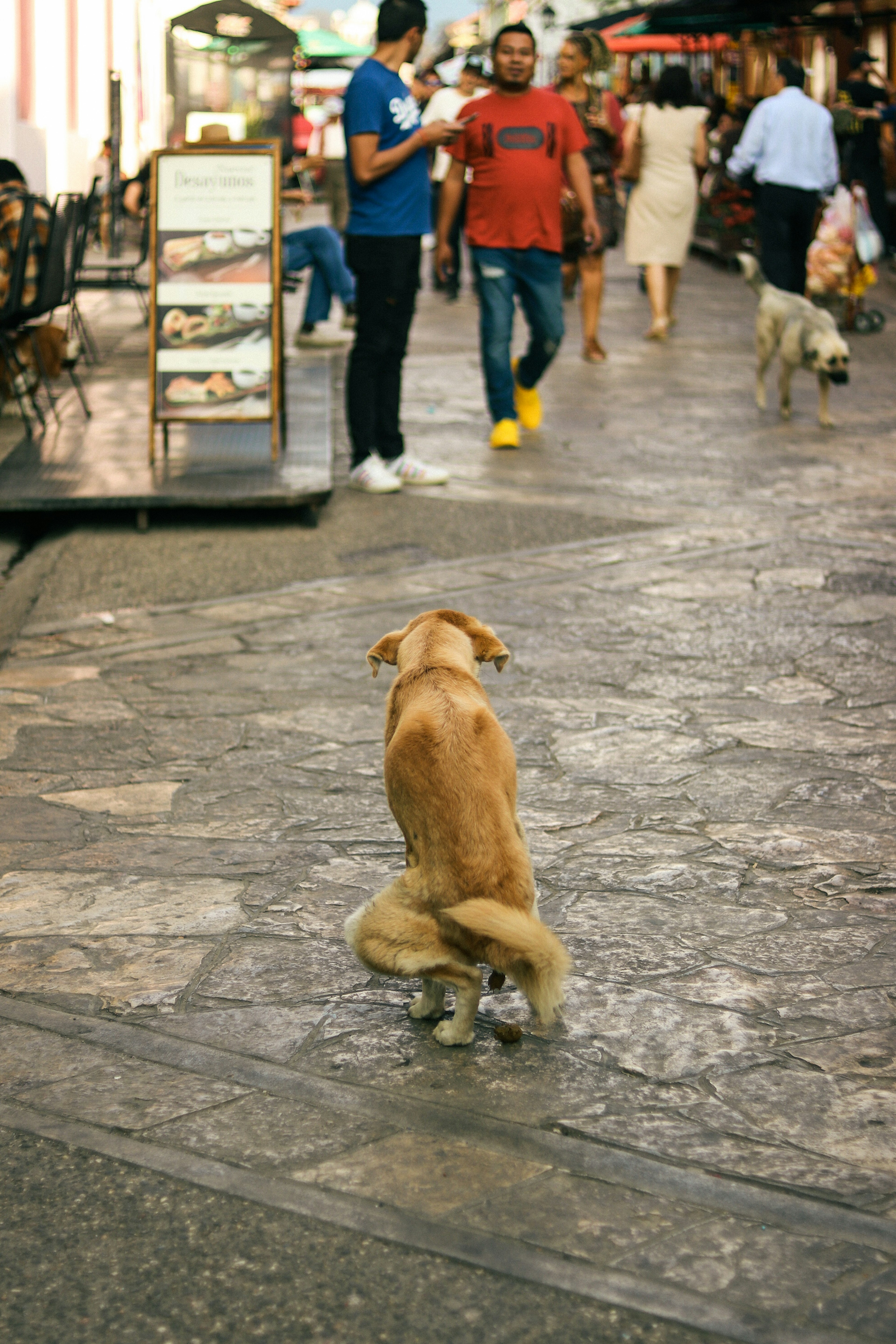 Un cane seduto su una strada lastricata con persone che camminano