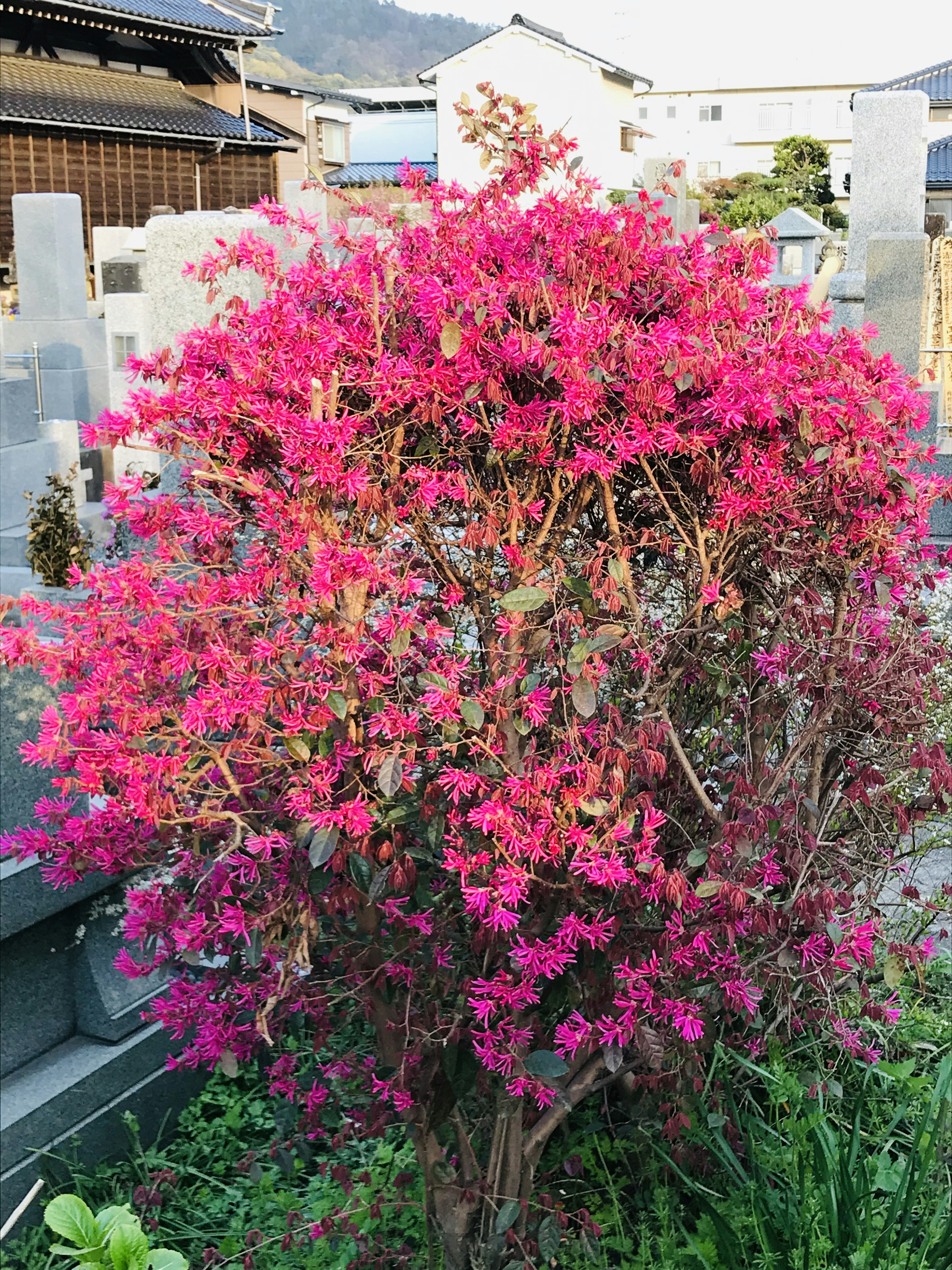 A bush with vibrant pink flowers stands in a cemetery