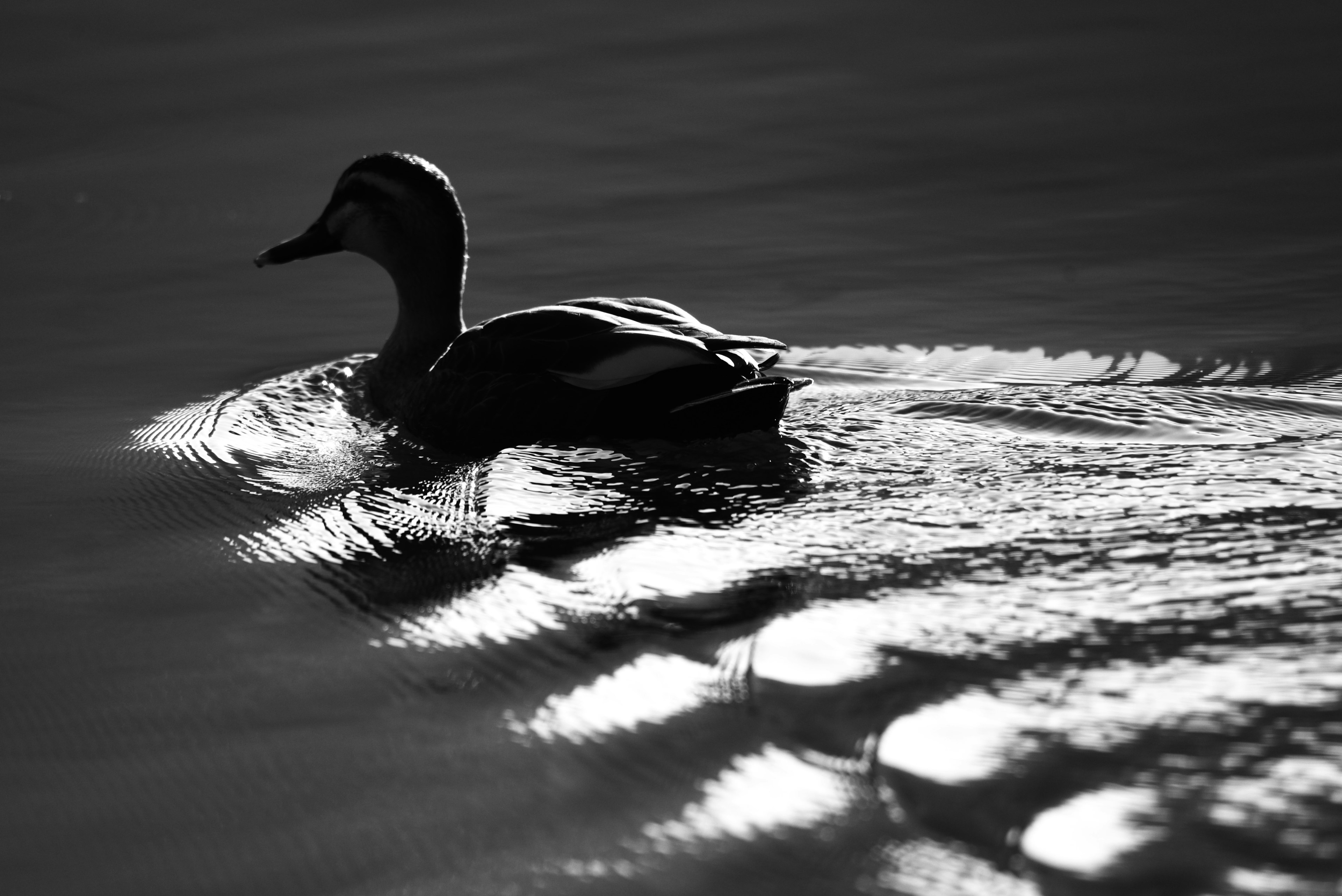 Silhouette of a duck swimming on water with ripples