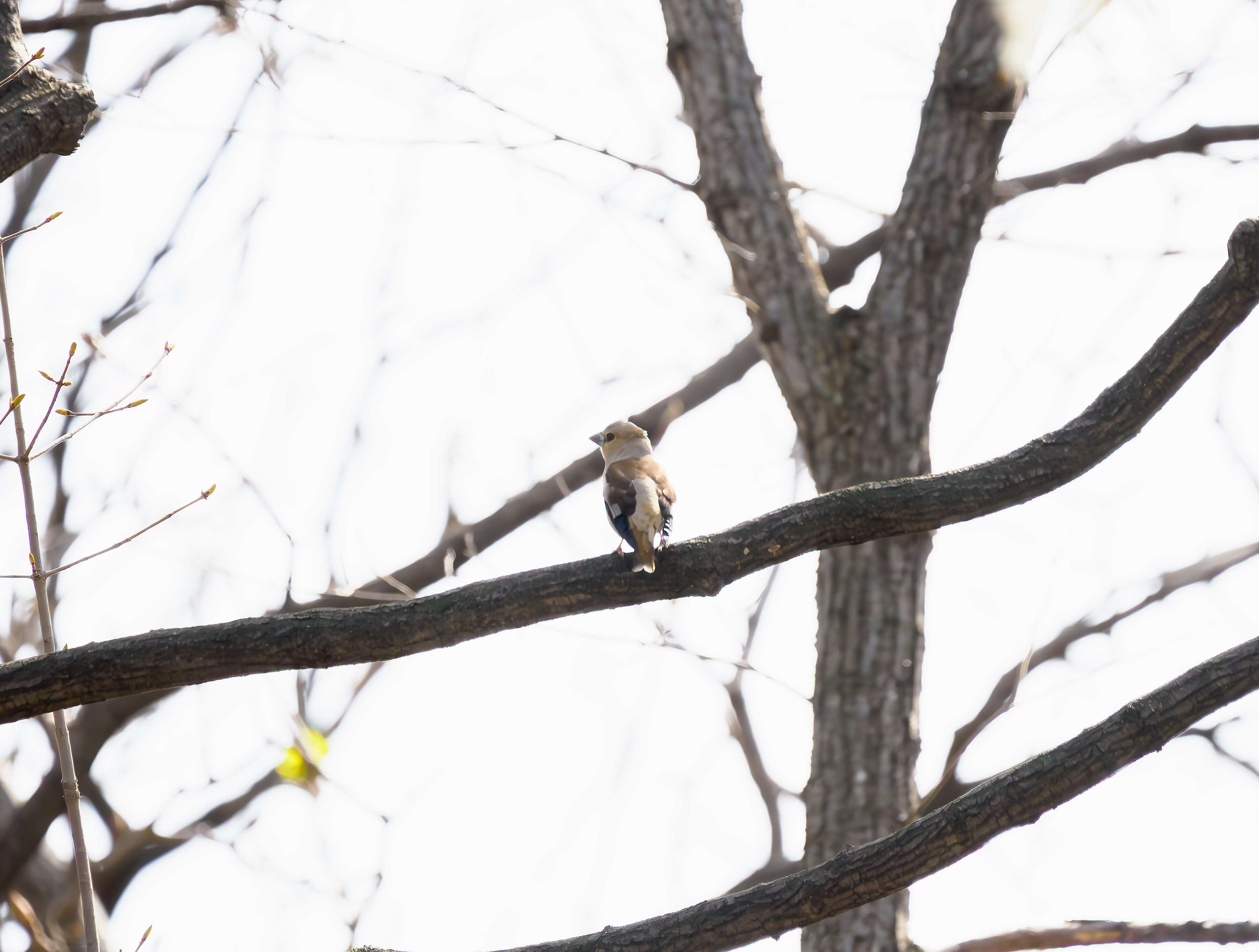 Un oiseau perché sur une branche d'arbre avec un fond clair