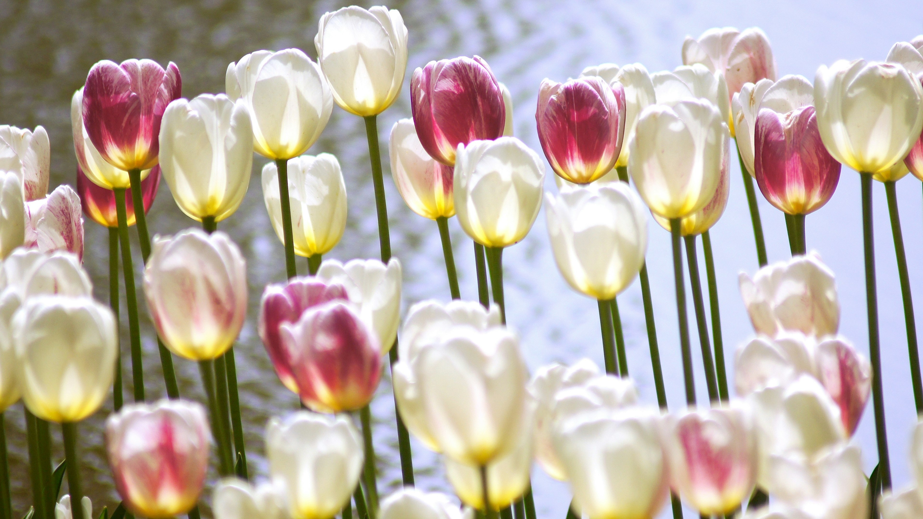 Tulip berwarna-warni mekar di taman