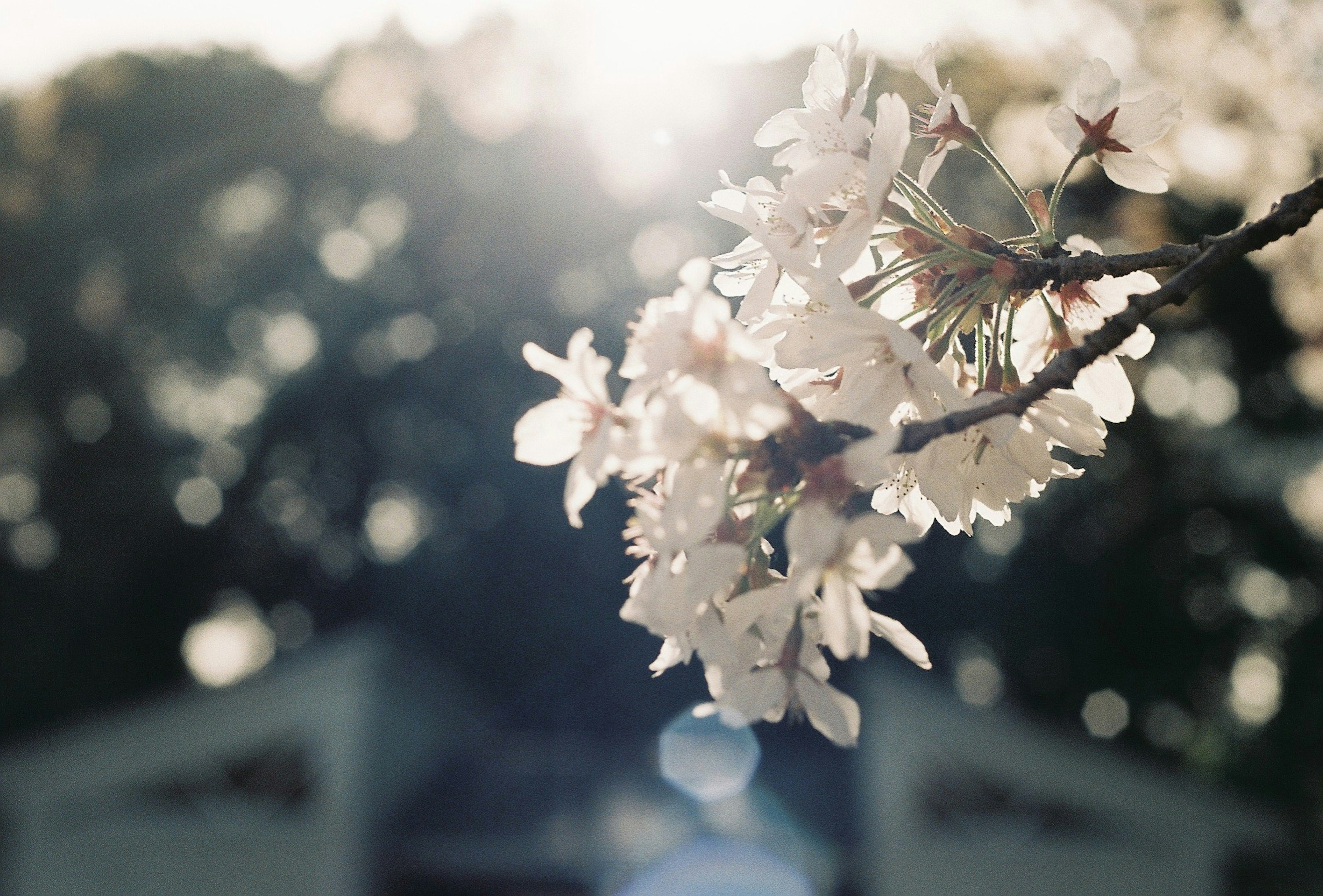 桜の花が咲いている枝のクローズアップ背景にぼやけた風景