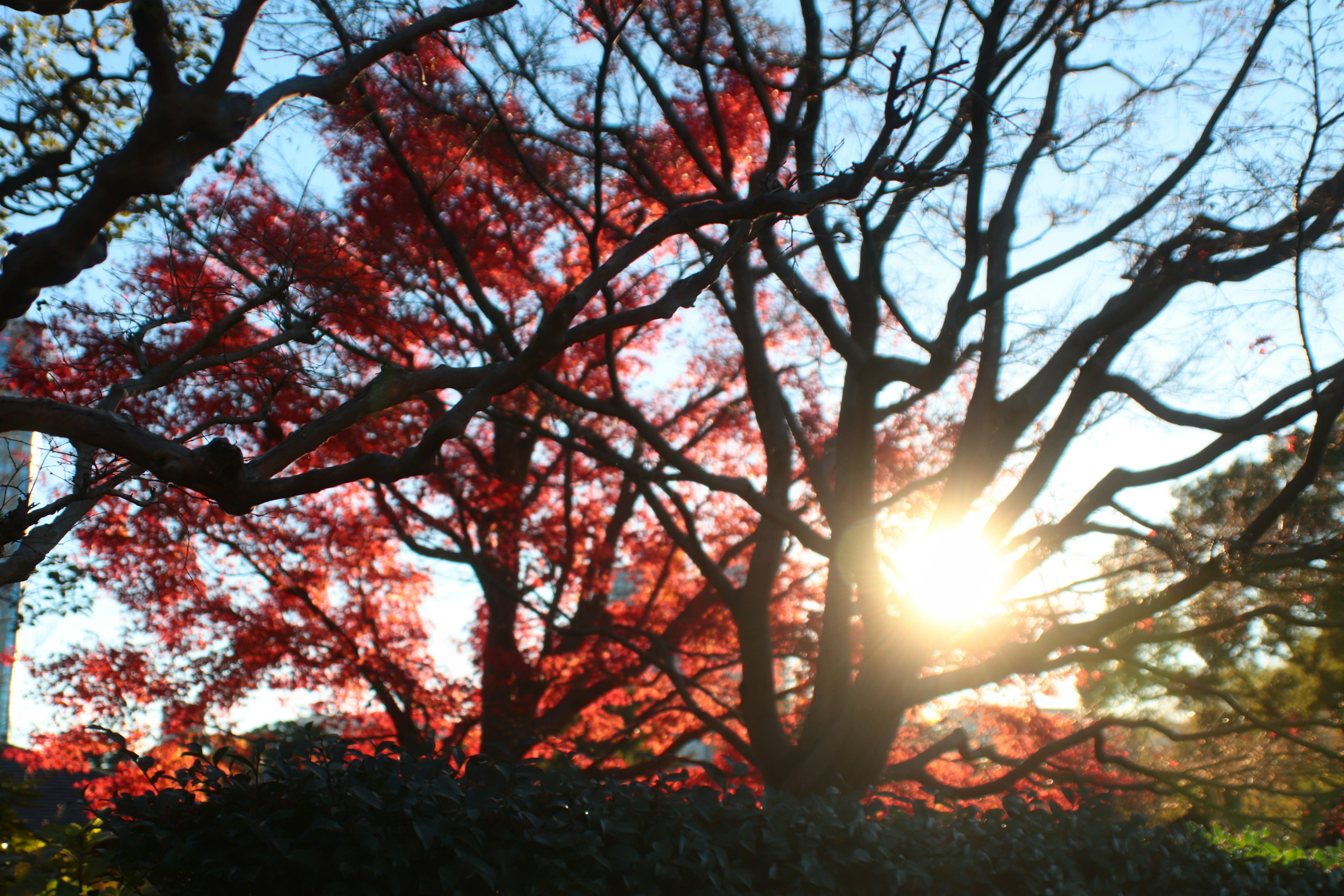 Sunlight streaming through trees with vibrant red leaves