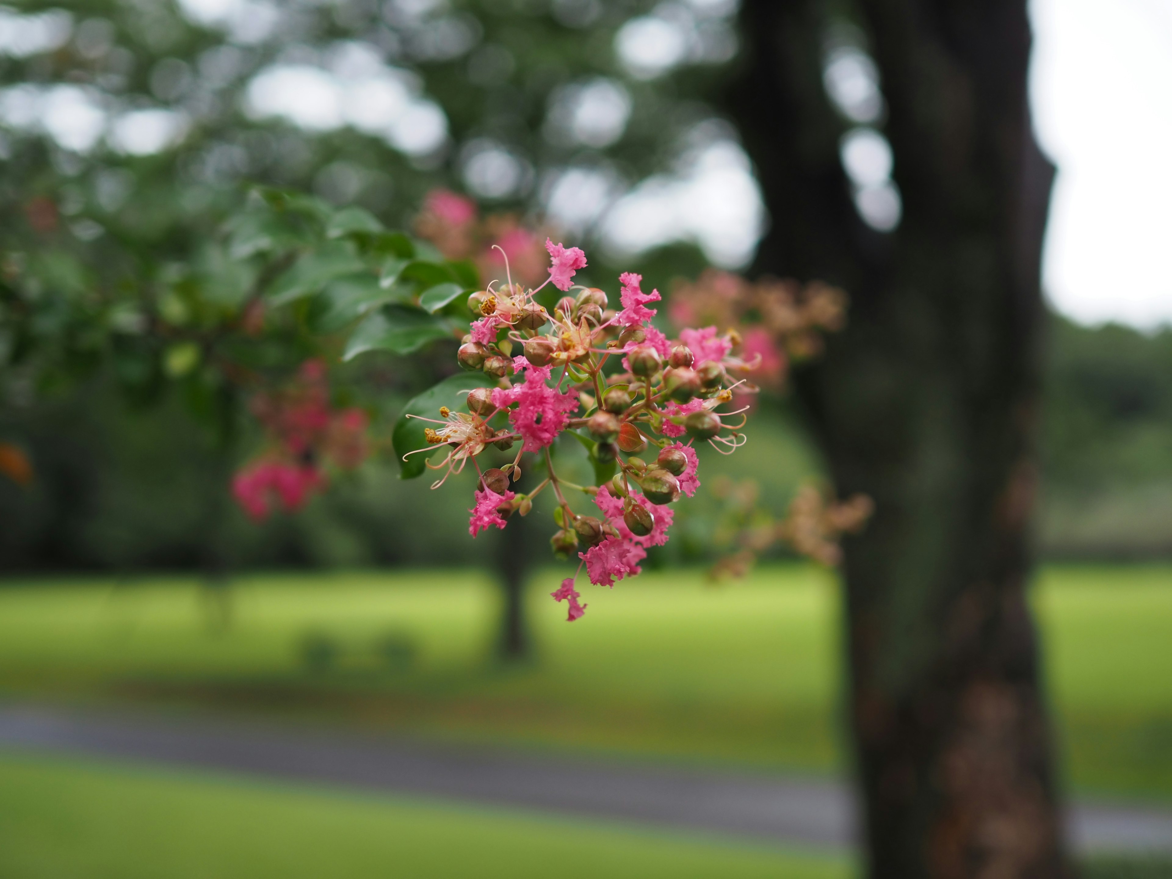 Branch of pink flowers with blurred green background