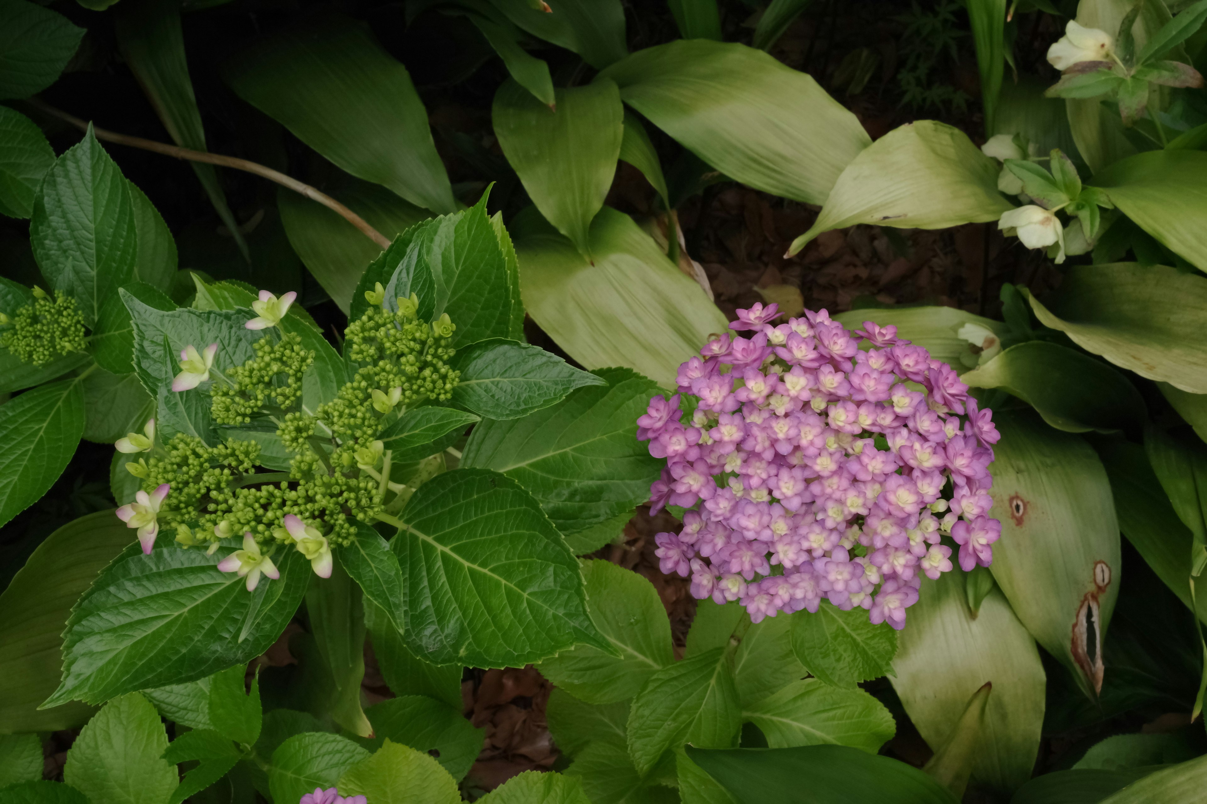 Nahaufnahme von Pflanzen mit grünen Blättern und lila Blumen