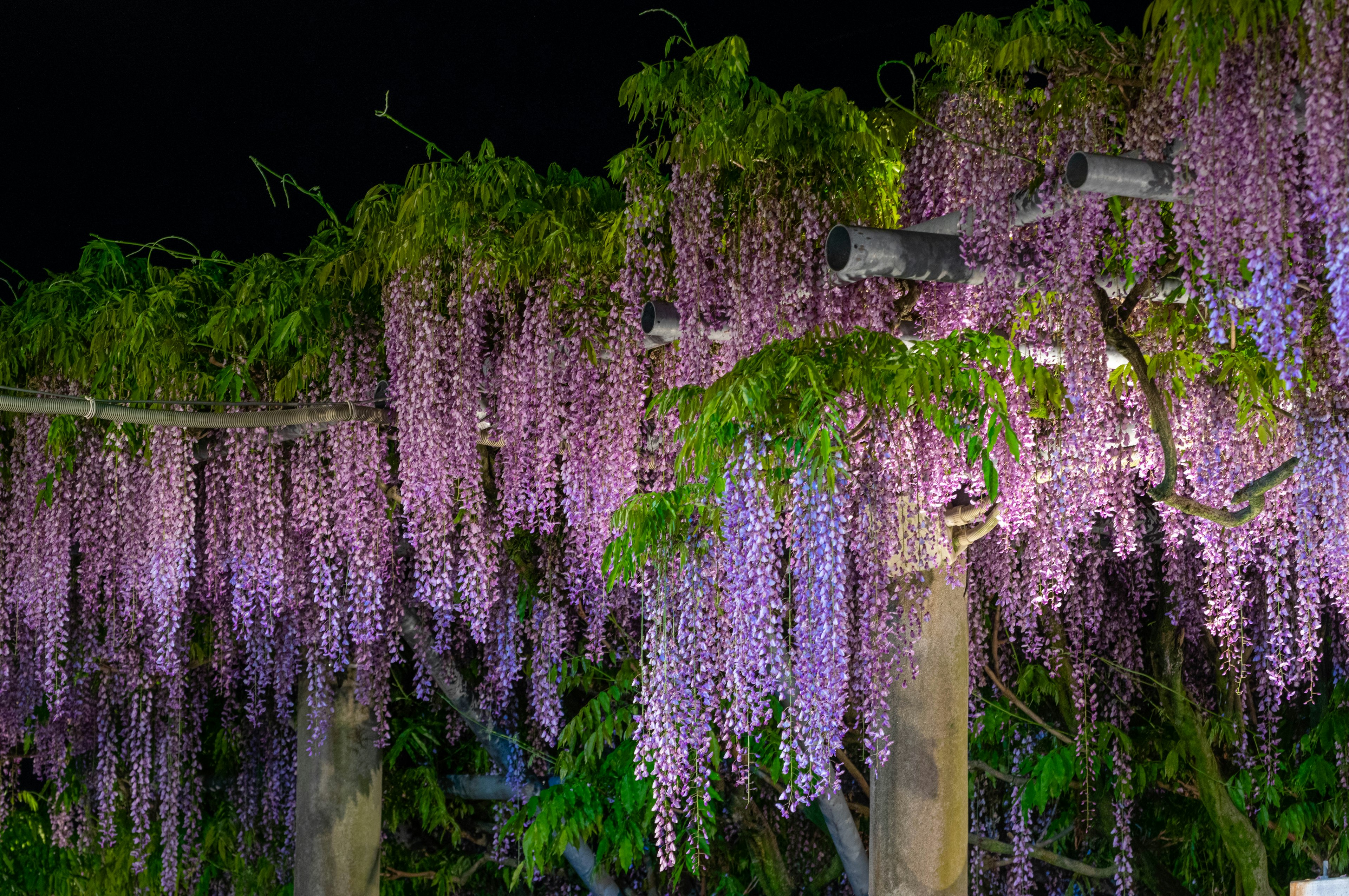 Beautiful wisteria flowers blooming at night Purple blossoms hanging down