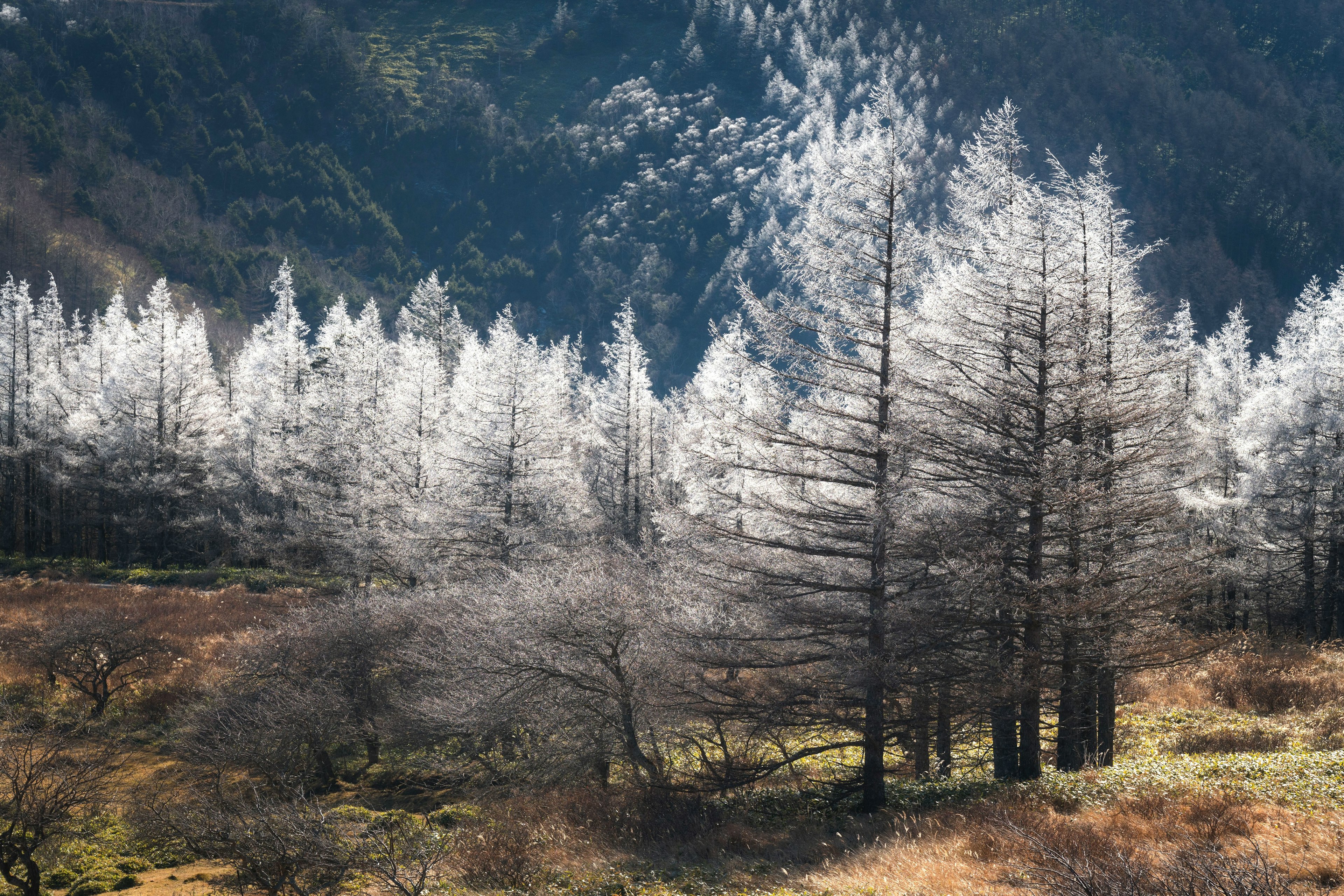 Árboles cubiertos de escarcha con un fondo montañoso