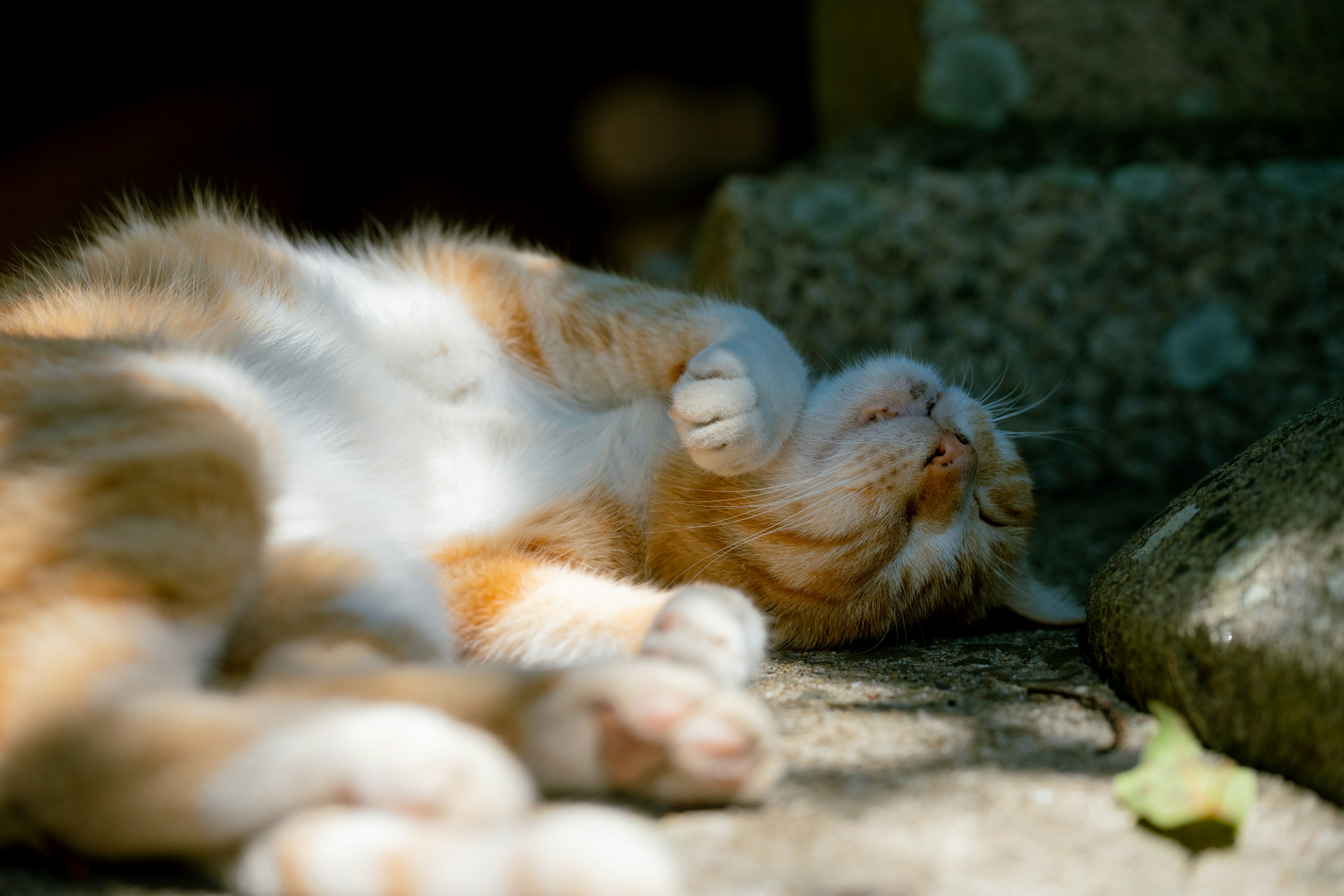 Kucing oranye berbaring santai di bawah sinar matahari