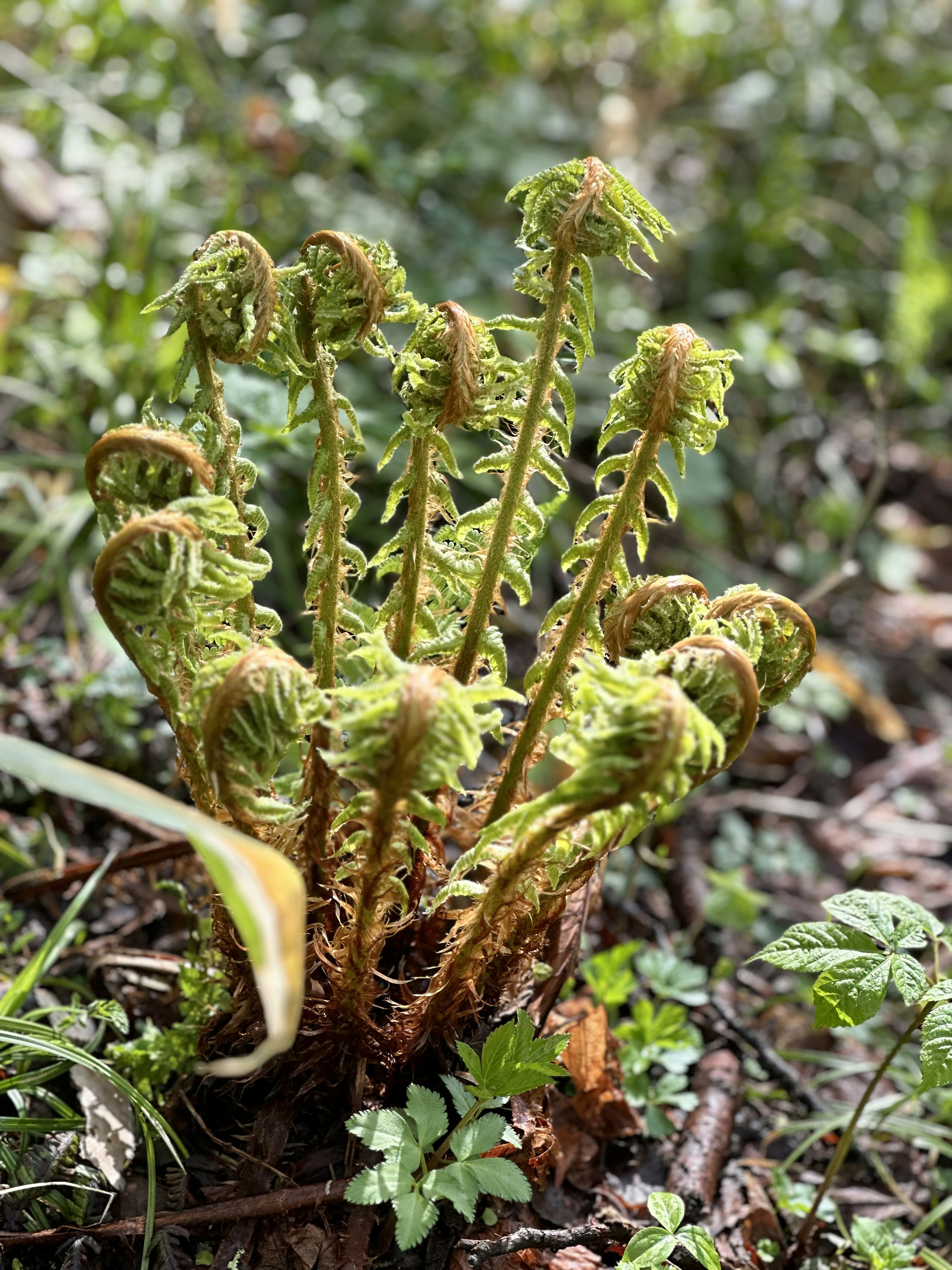 Planta de helecho verde que emerge del suelo