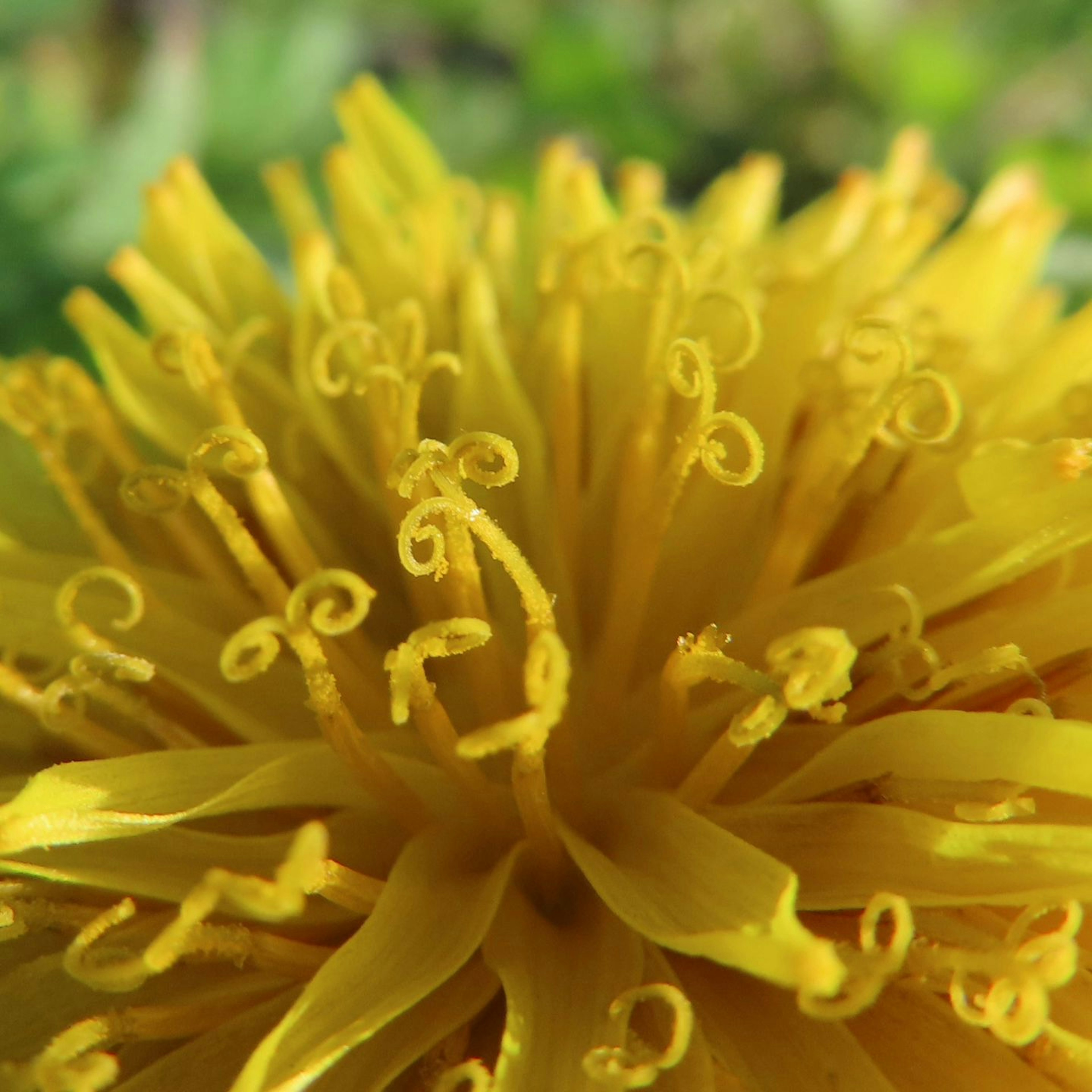 Primo piano di un fiore di dente di leone giallo che mostra forme intricate