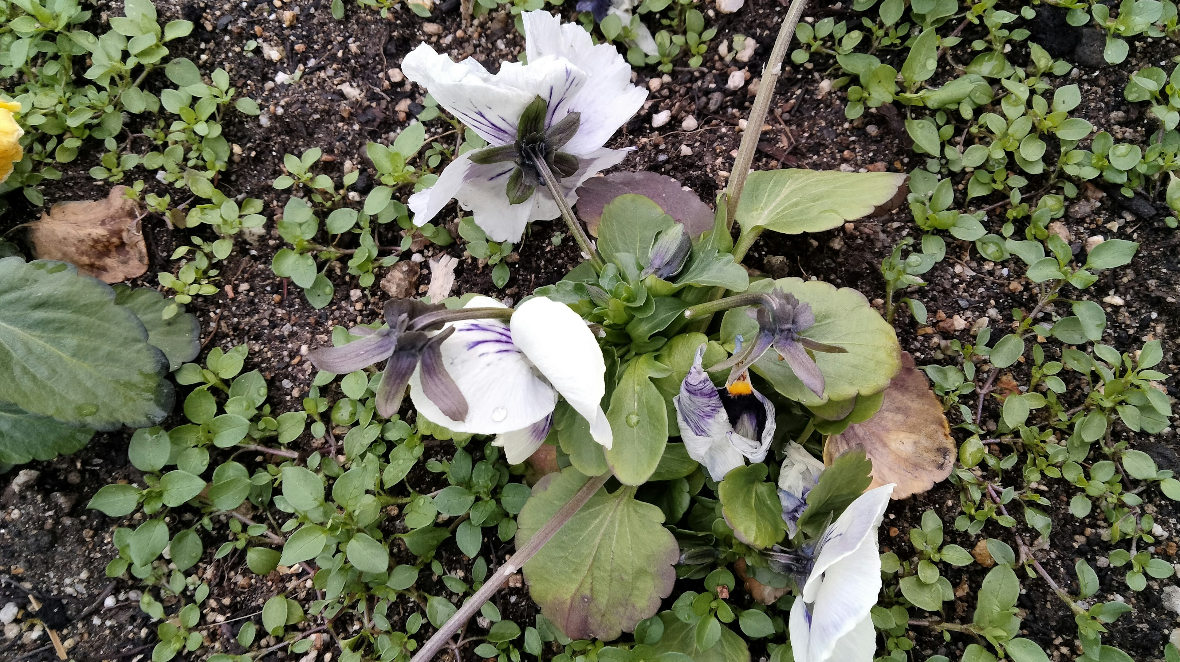 白い花と緑の葉が生えた植物のクローズアップ