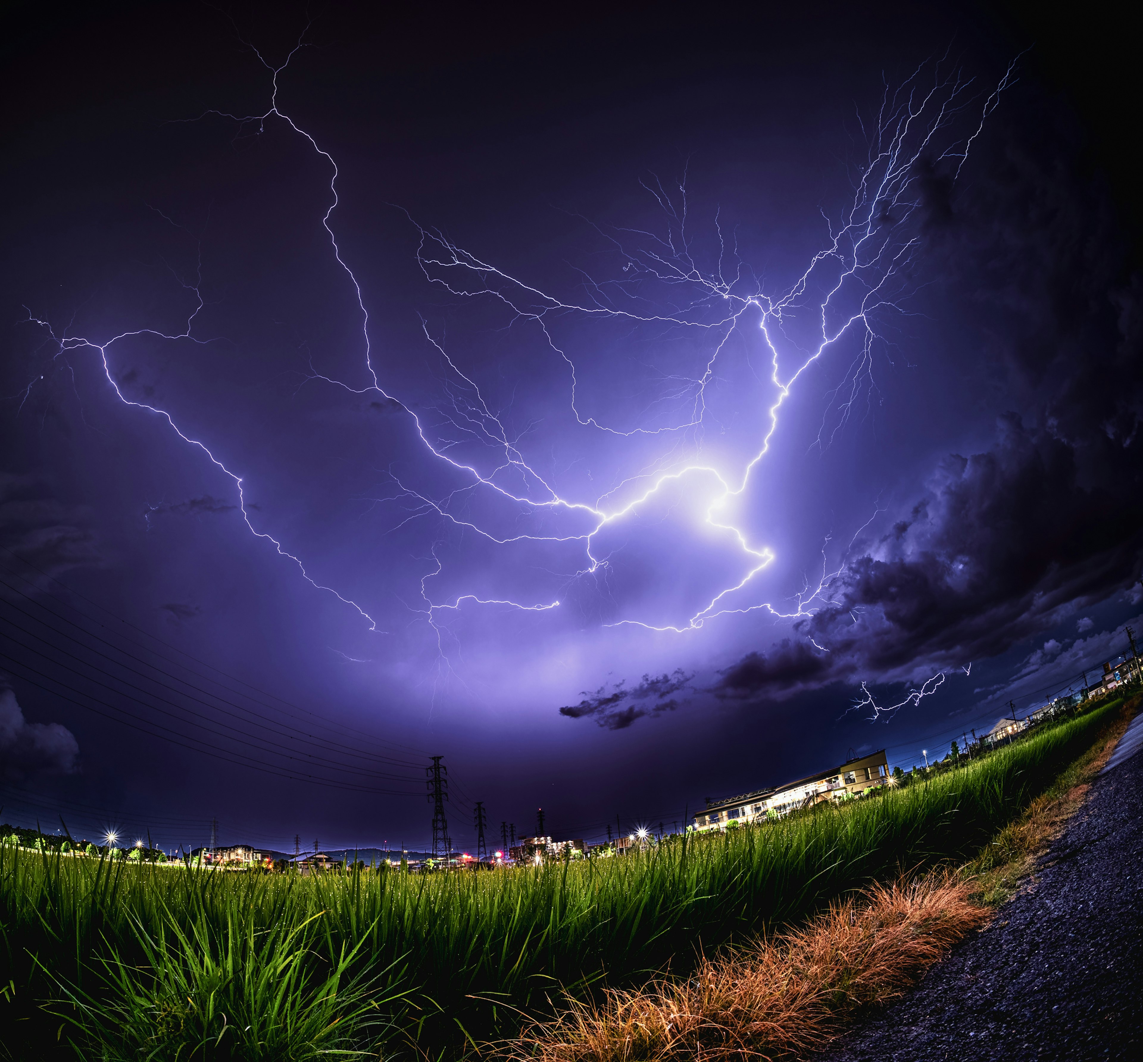 Night sky illuminated by lightning over green rice fields