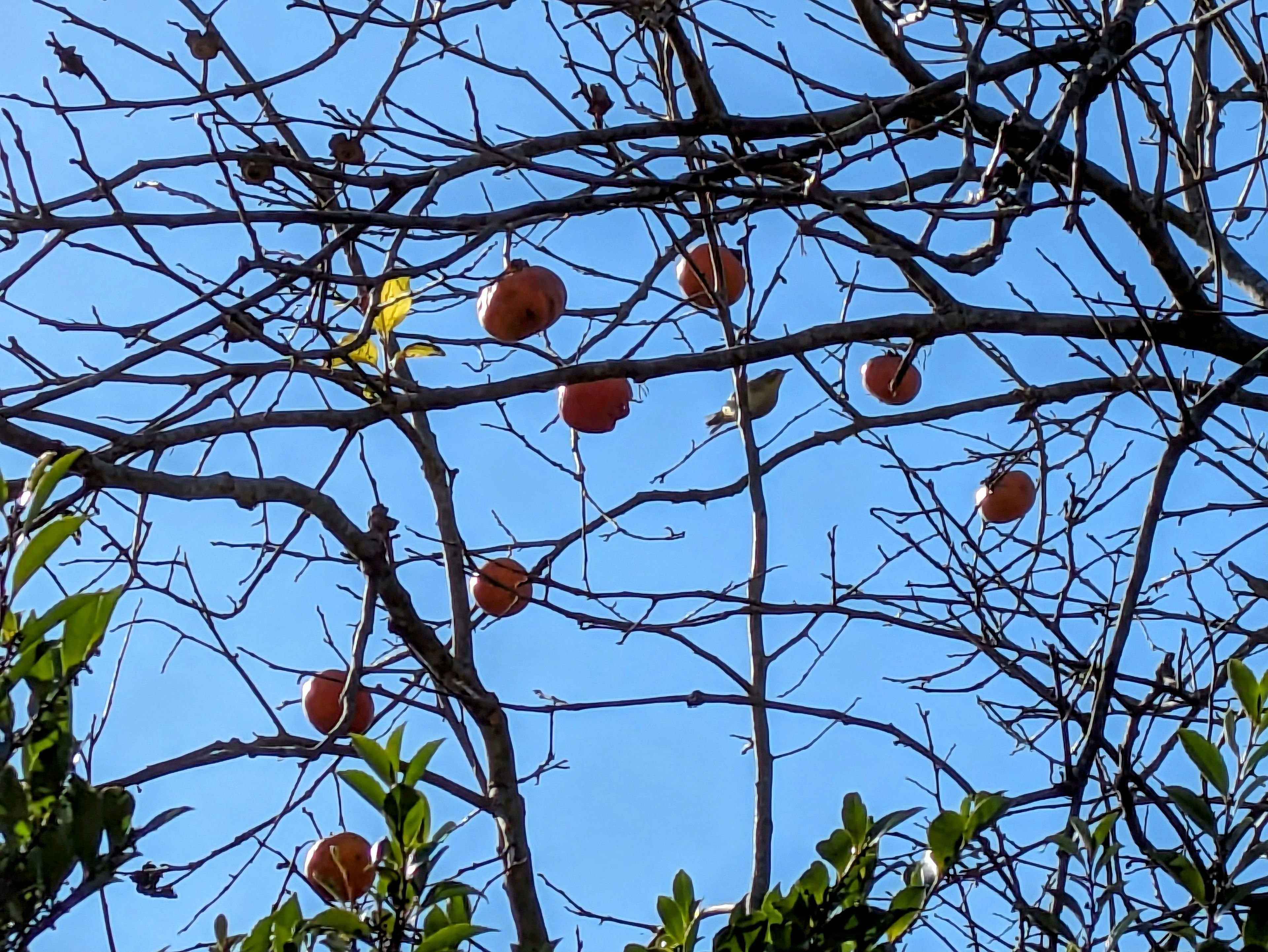 Äste eines Baumes mit Kakifrüchten vor einem klaren blauen Himmel