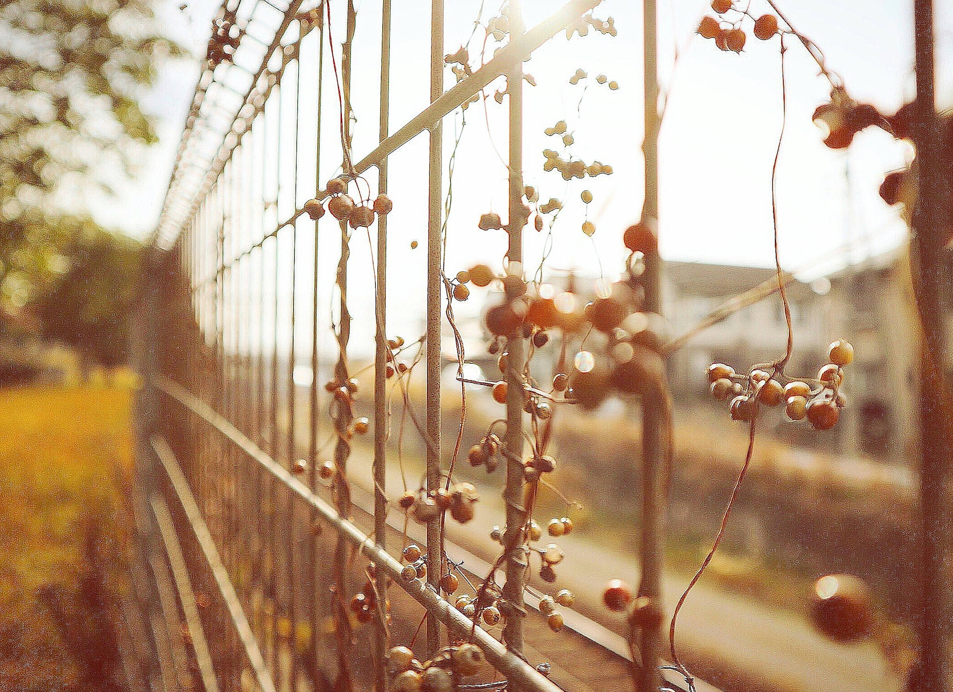 Vines with berries entwined on a sunlit fence