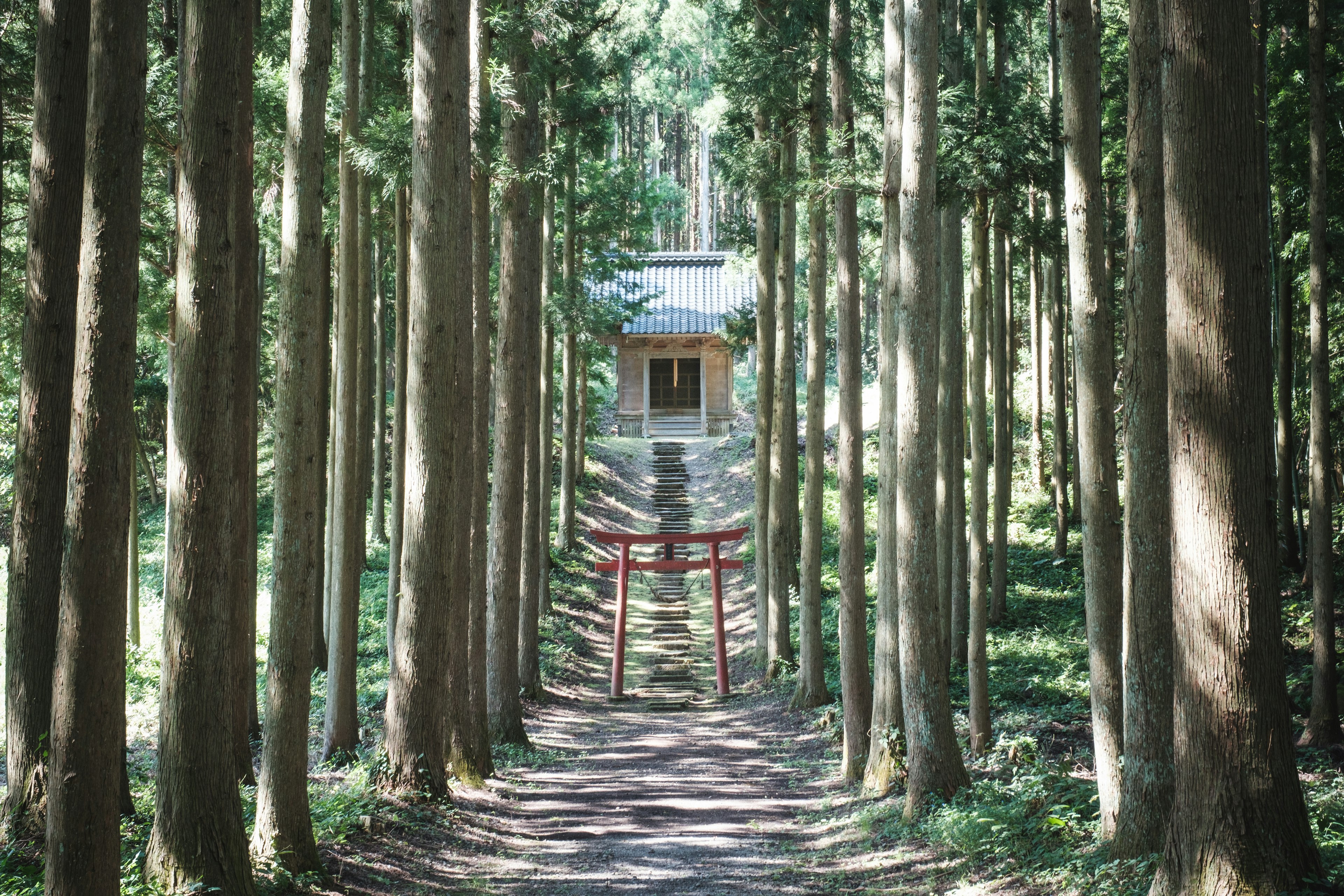 Vista panoramica di un santuario con un torii rosso circondato da alberi alti