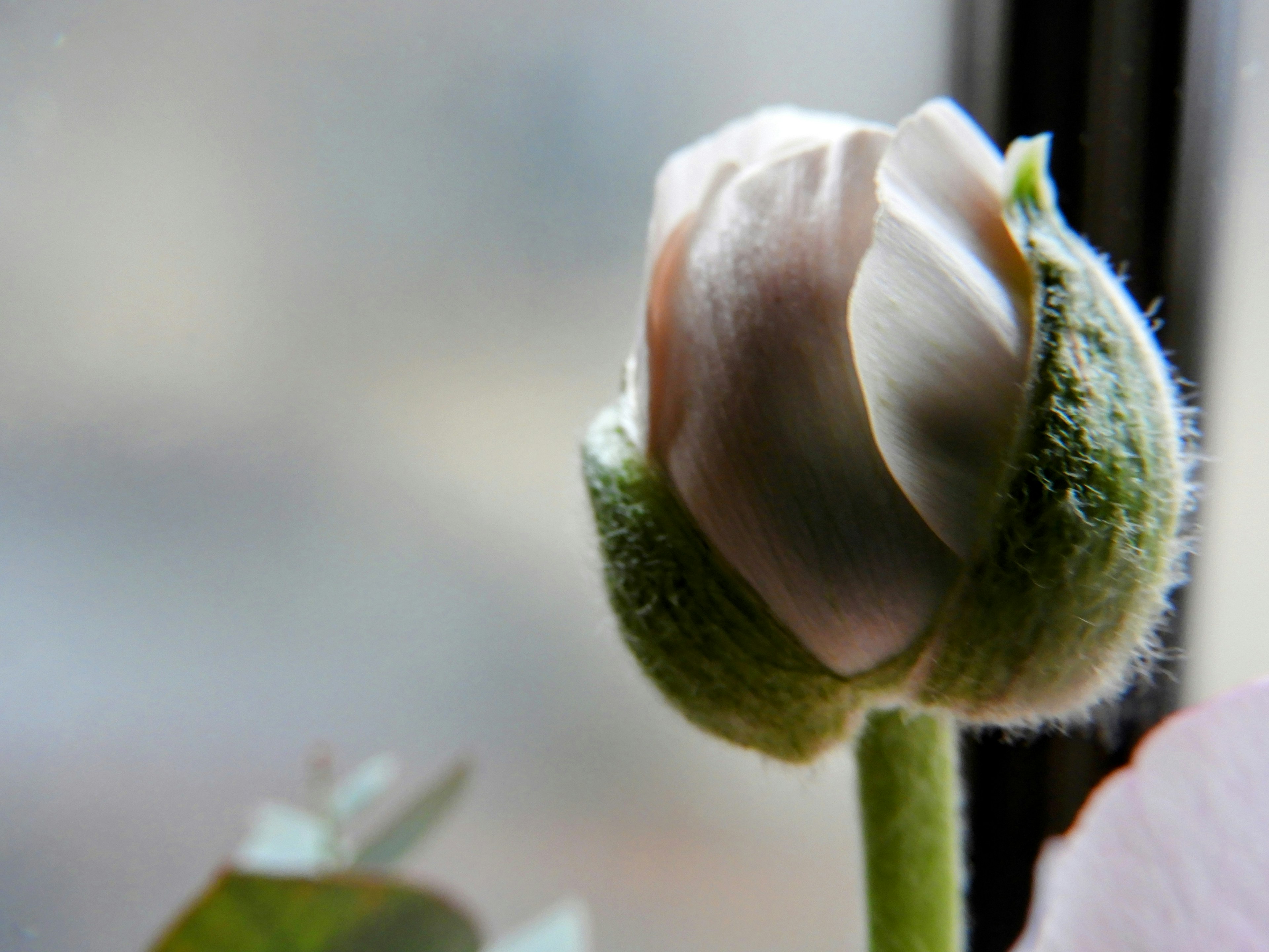 Eine frische Rosenknospe in sanftem Rosa neben einem Fenster