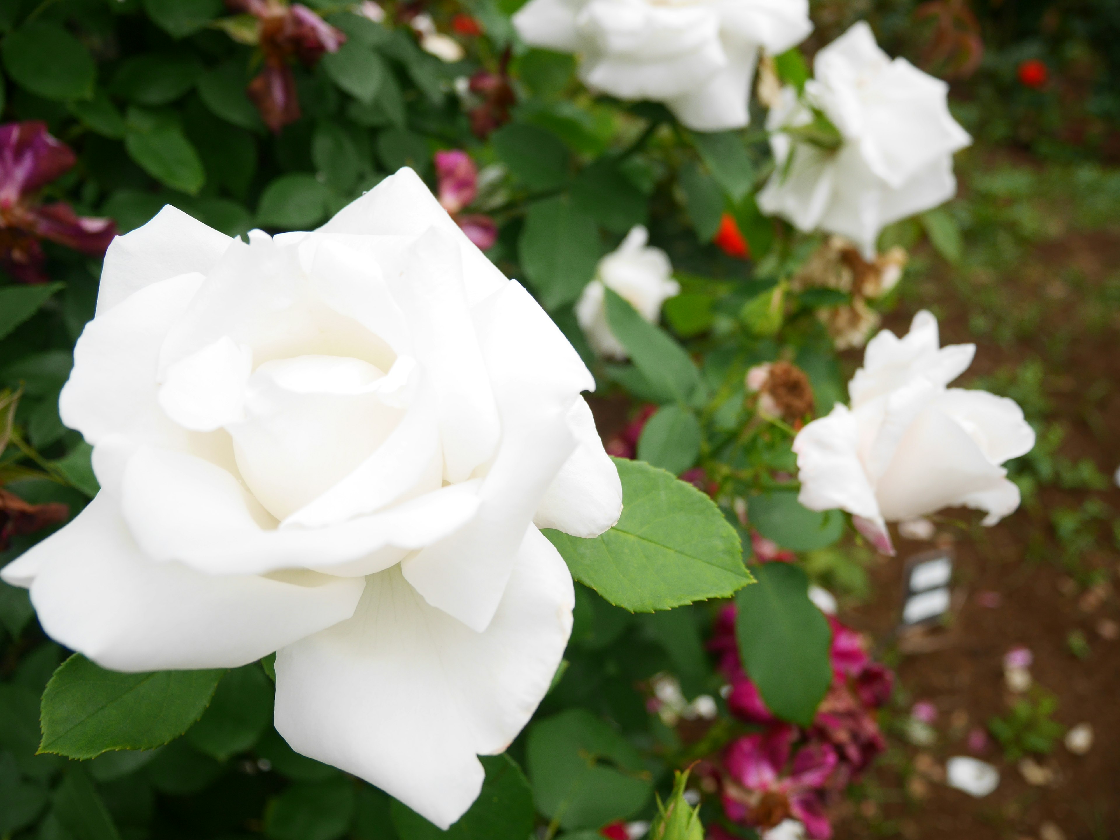 Gros plan sur des roses blanches en fleurs dans un jardin