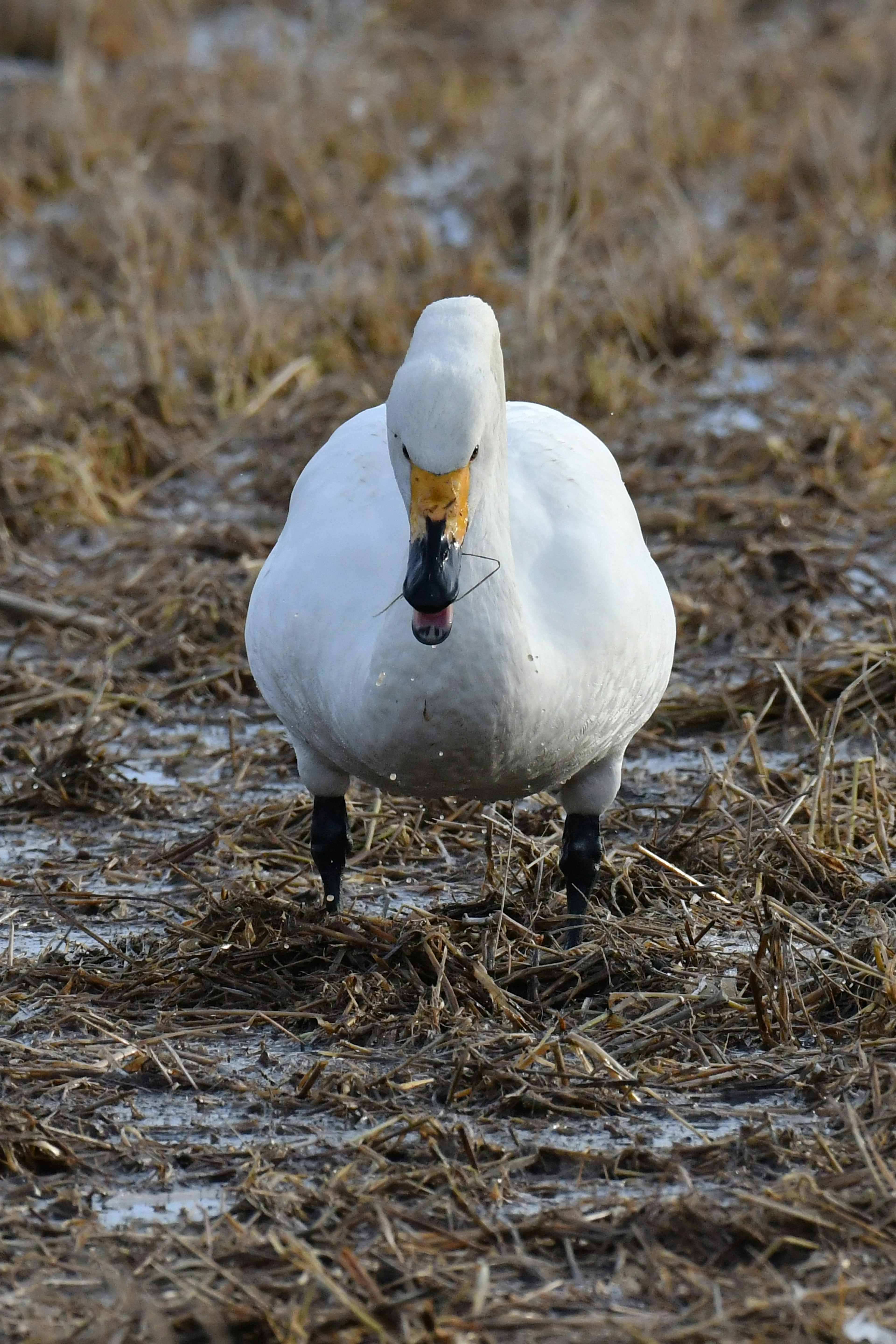 Un cisne caminando sobre un terreno herboso