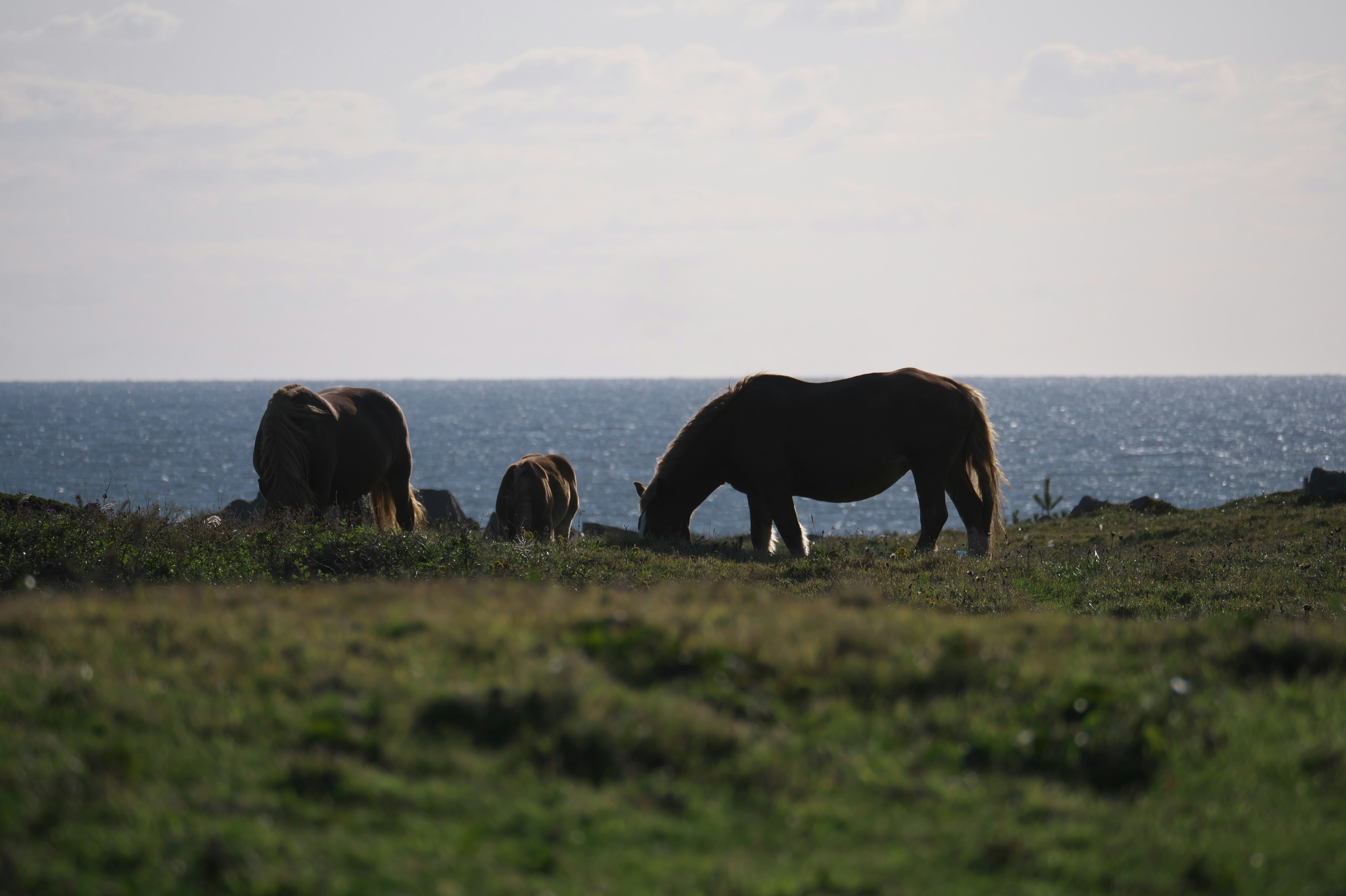 Silhouettes de chevaux broutant dans une prairie au bord de la mer