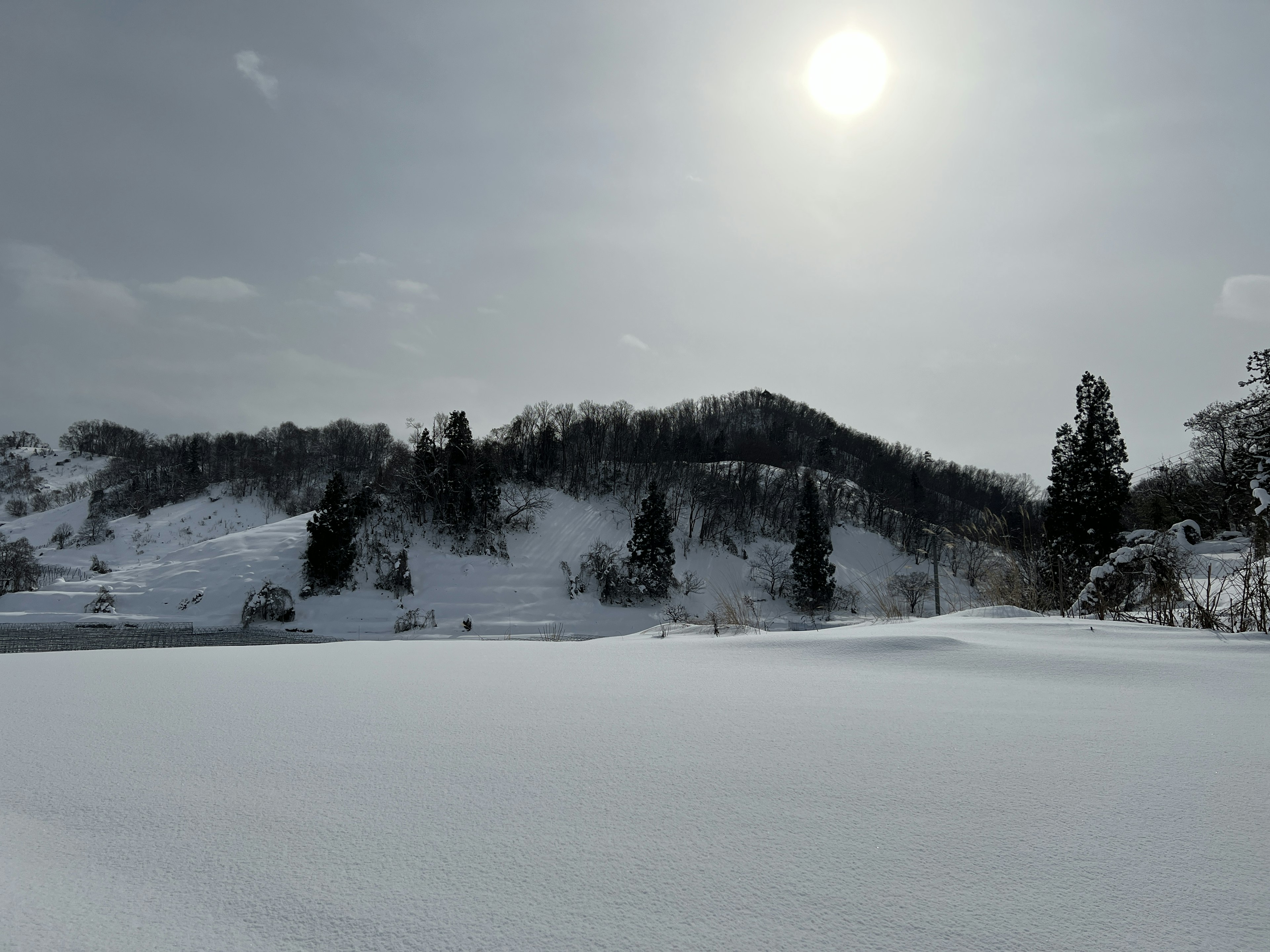 Snow-covered landscape with winter sunlight