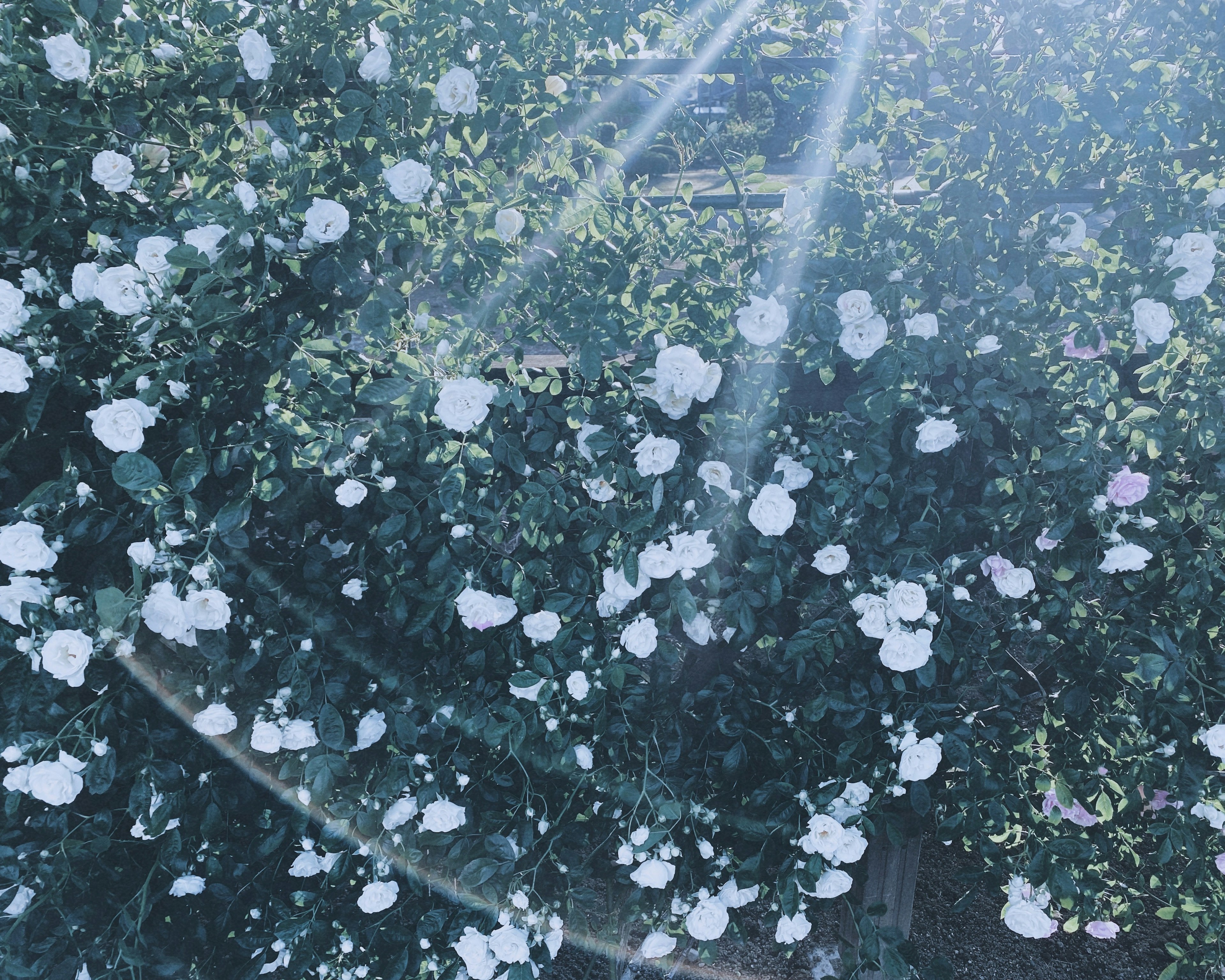 Hermosa escena de flores blancas floreciendo contra un fondo azul