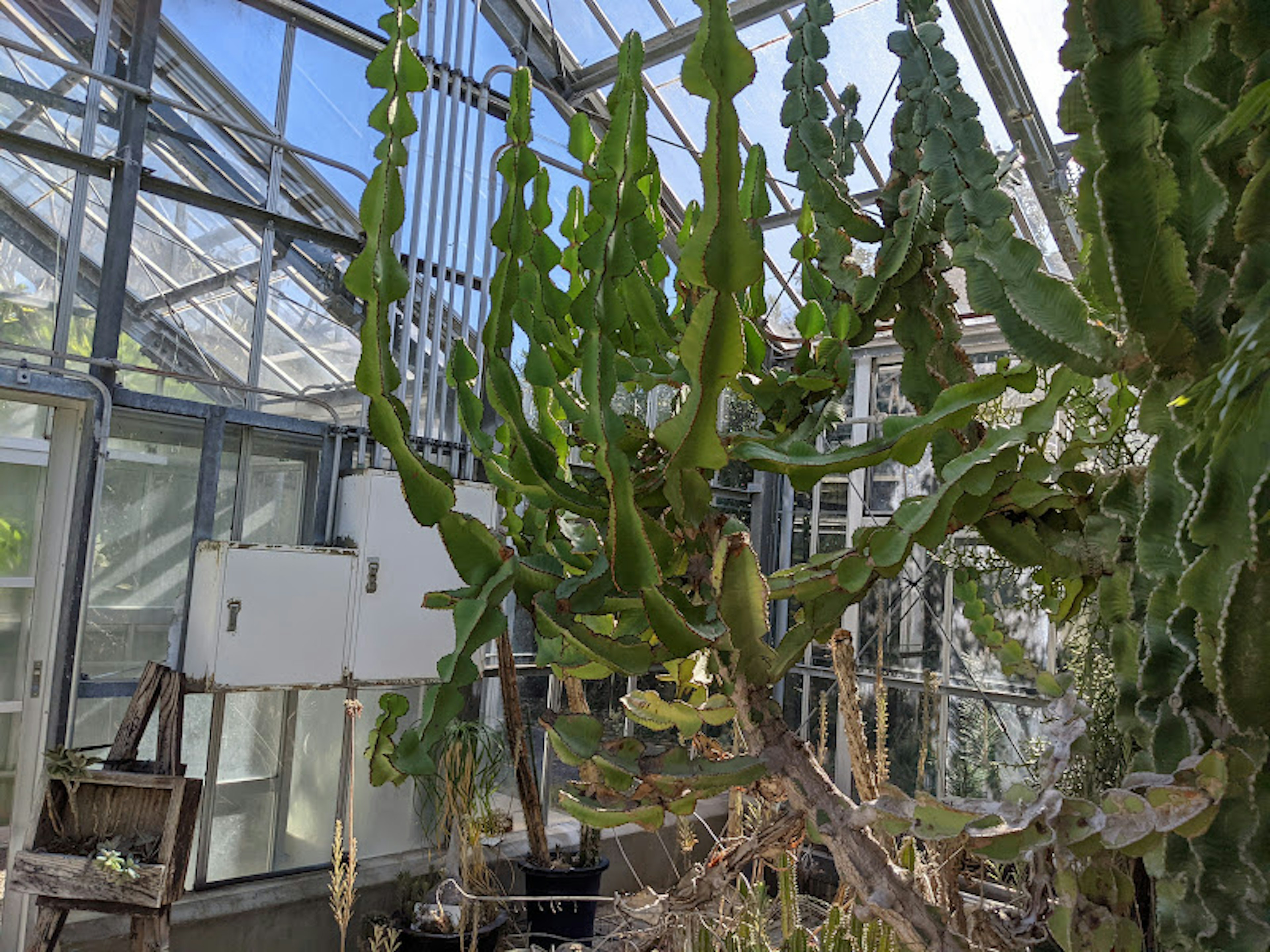 Unique shaped cactus in a greenhouse setting