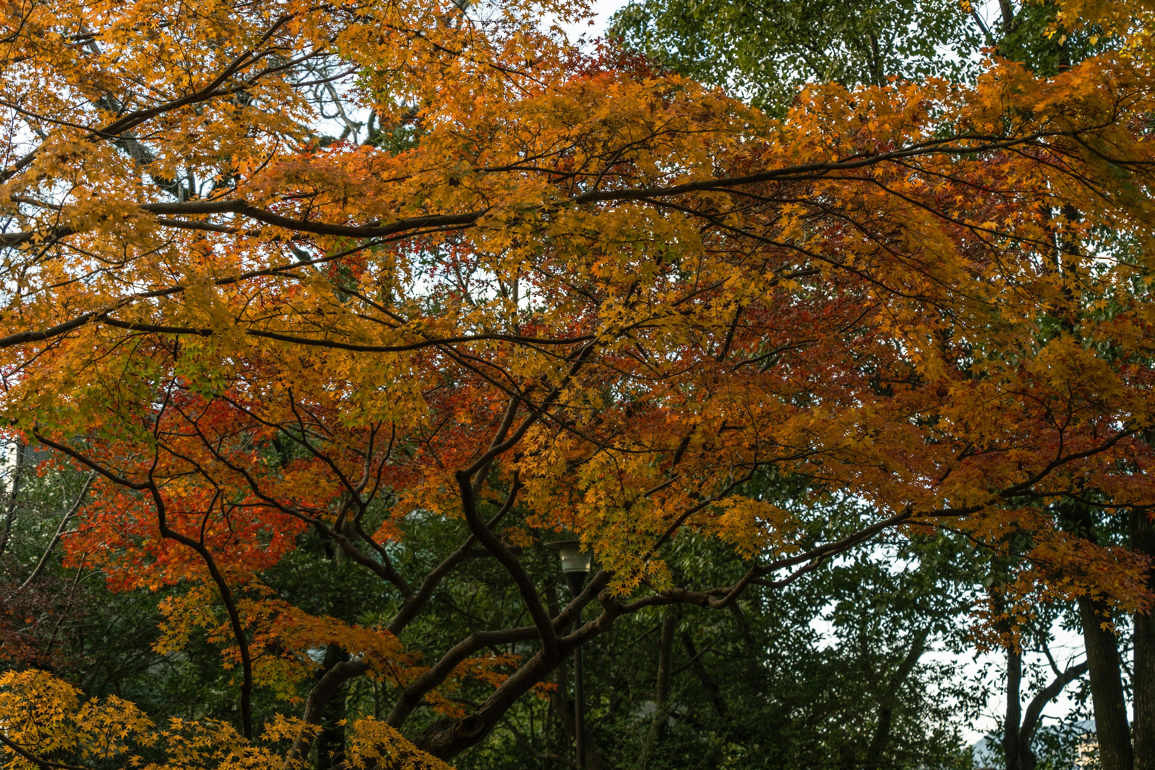 秋の紅葉が美しいオレンジと赤の葉を持つ木の枝