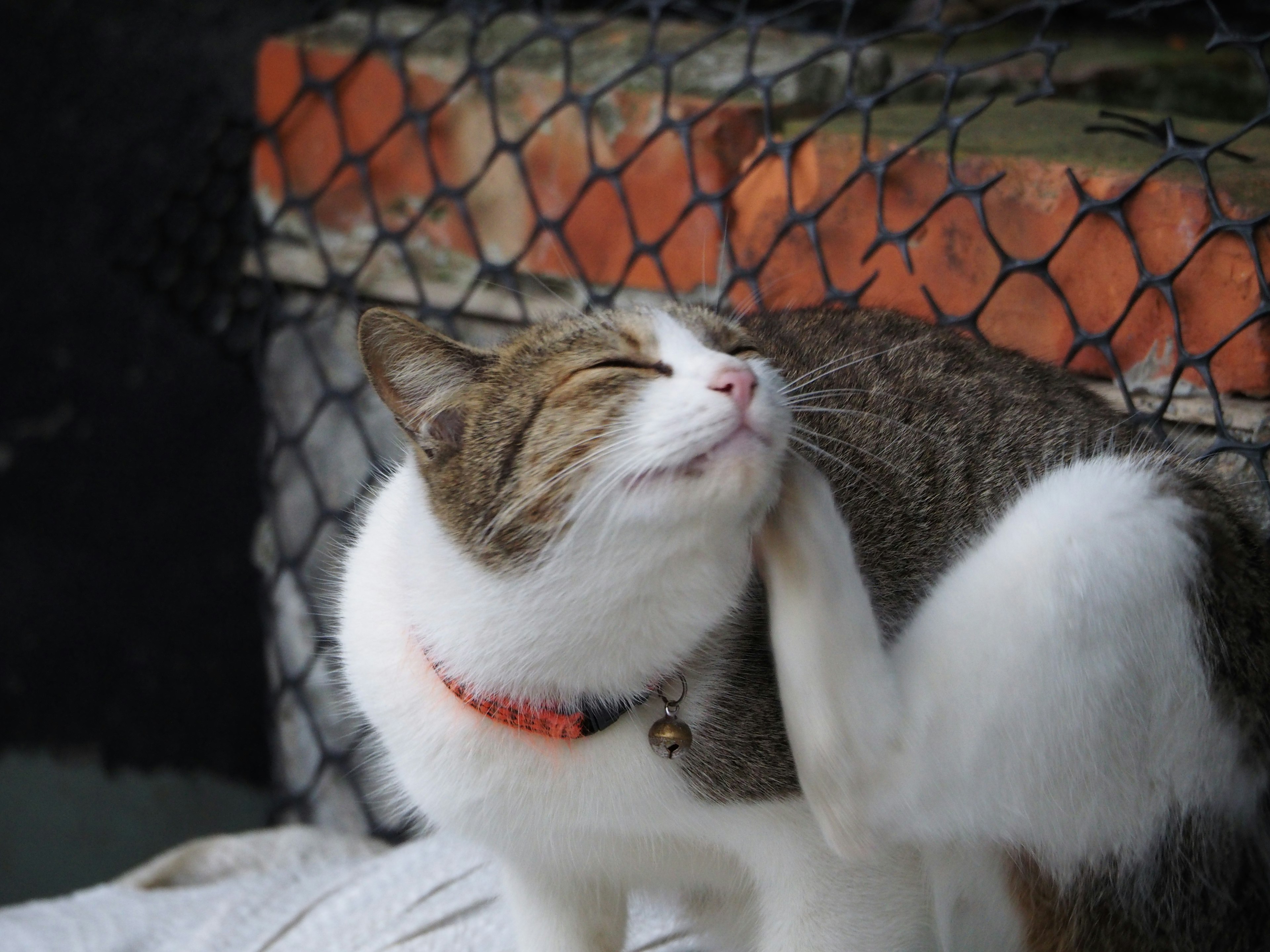 A cat scratching itself with a background of netting and brick