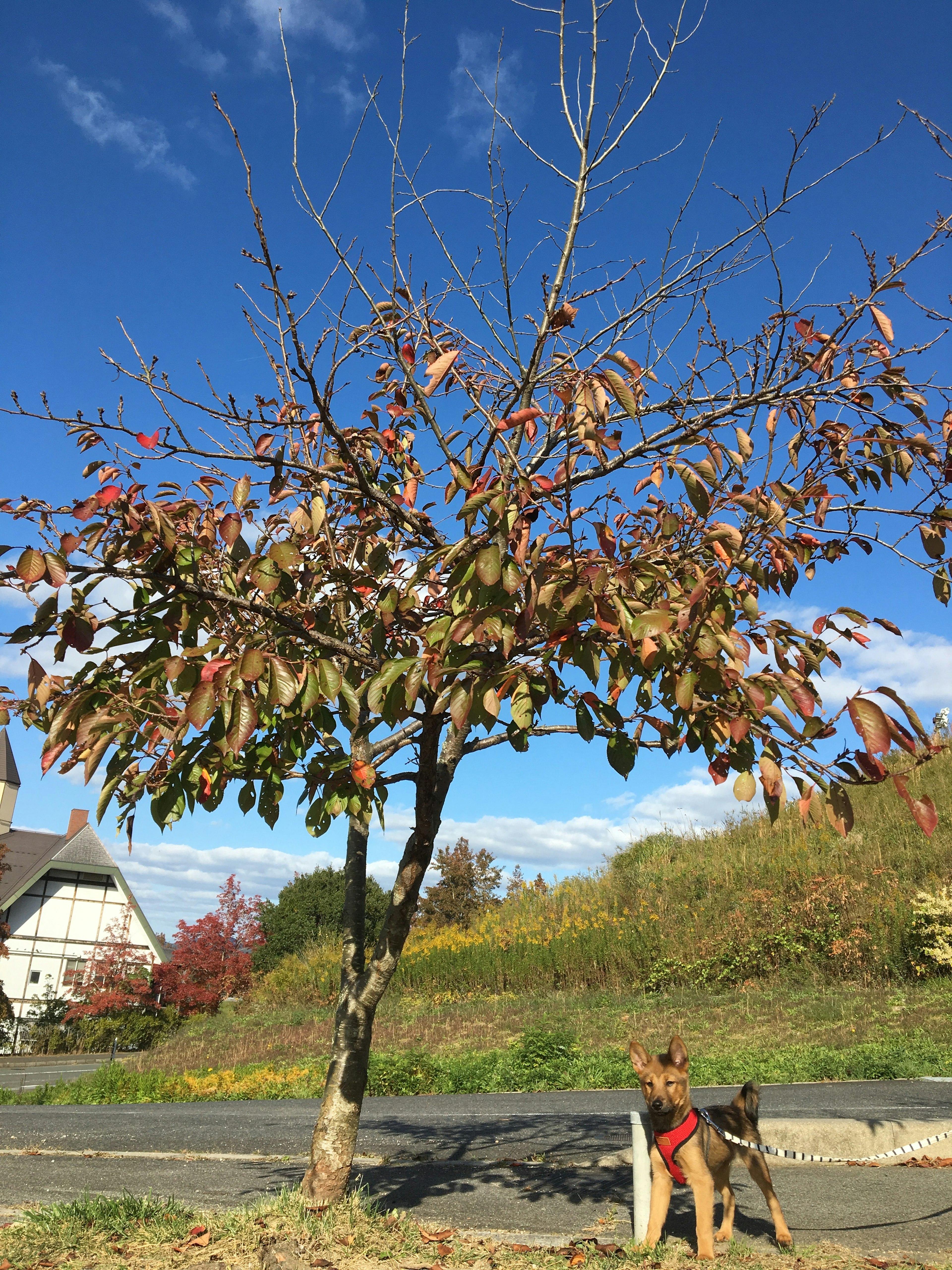 Un arbre sans feuilles sous un ciel bleu avec un chien à proximité