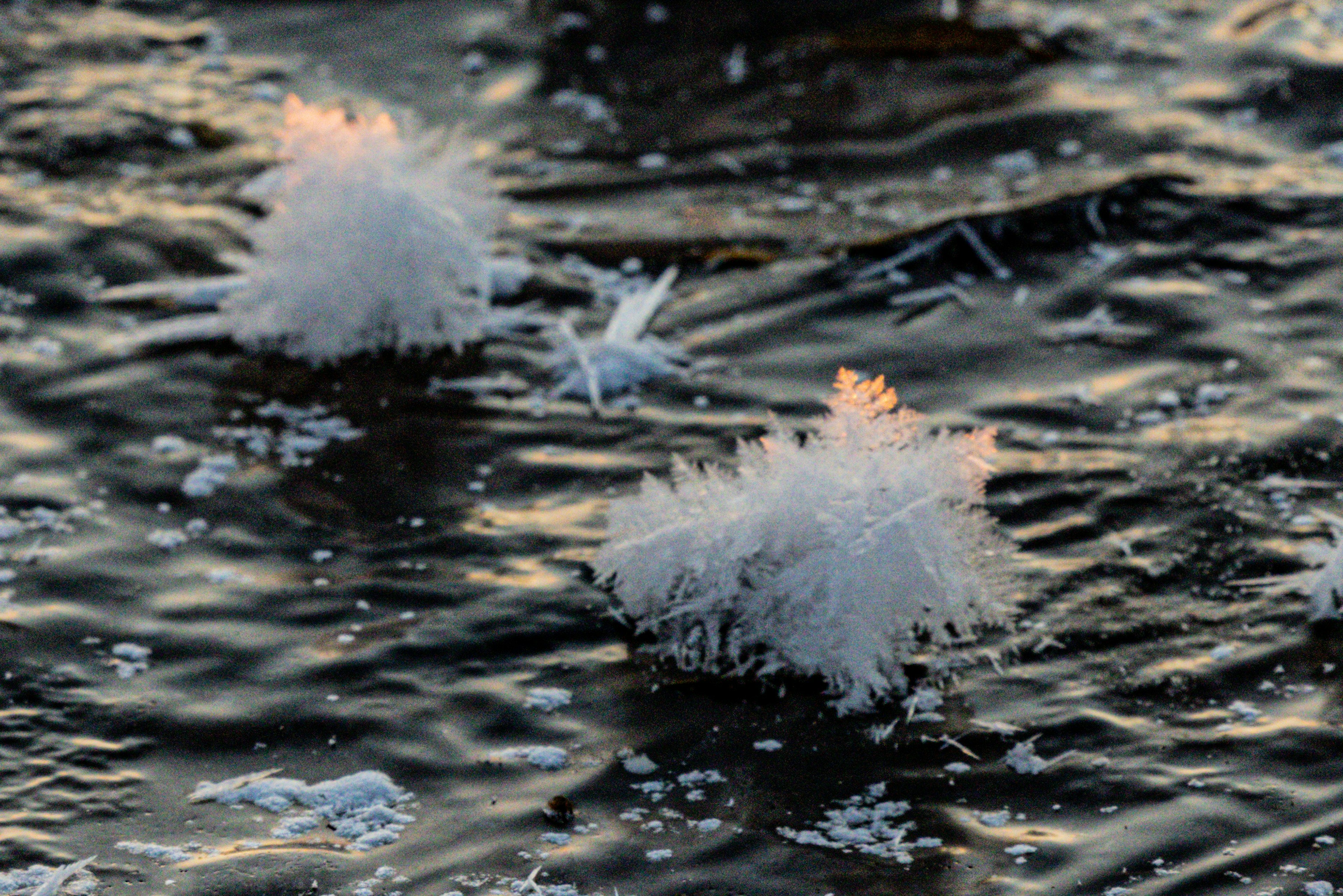 Cristales de hielo blancos flotando en la superficie del agua con luz suave