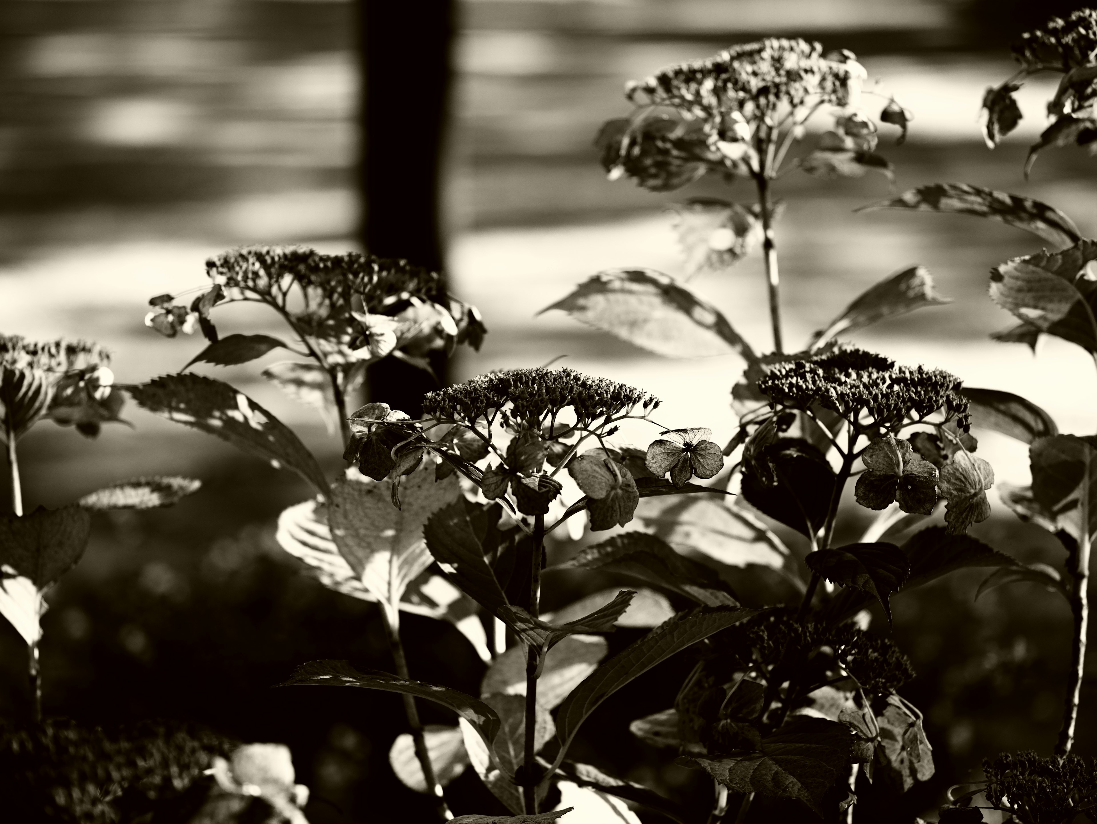 Schwarz-weiße Blumen heben sich vor einem ruhigen Hintergrund ab