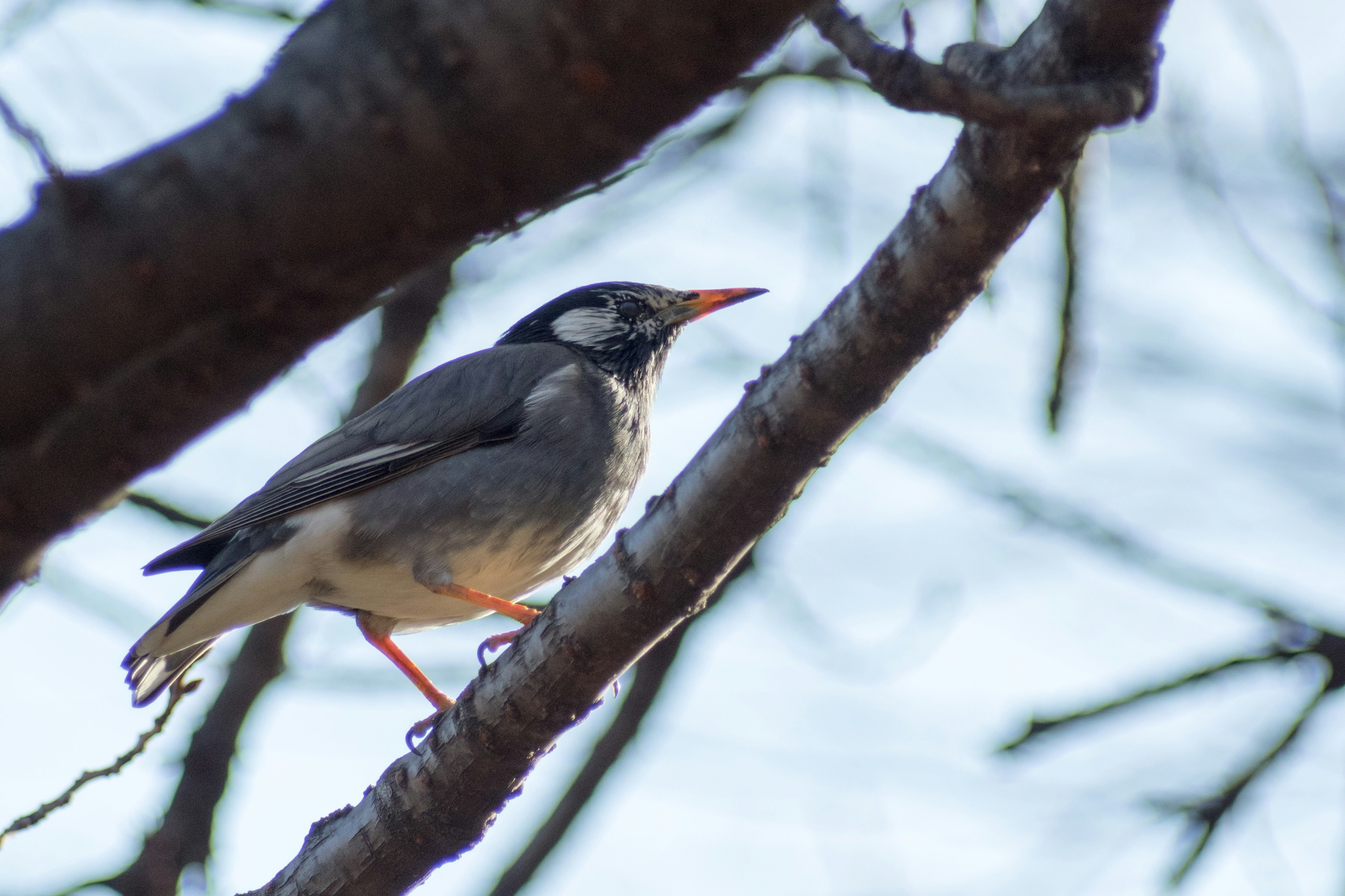 Nahaufnahme eines kleinen Vogels auf einem Ast