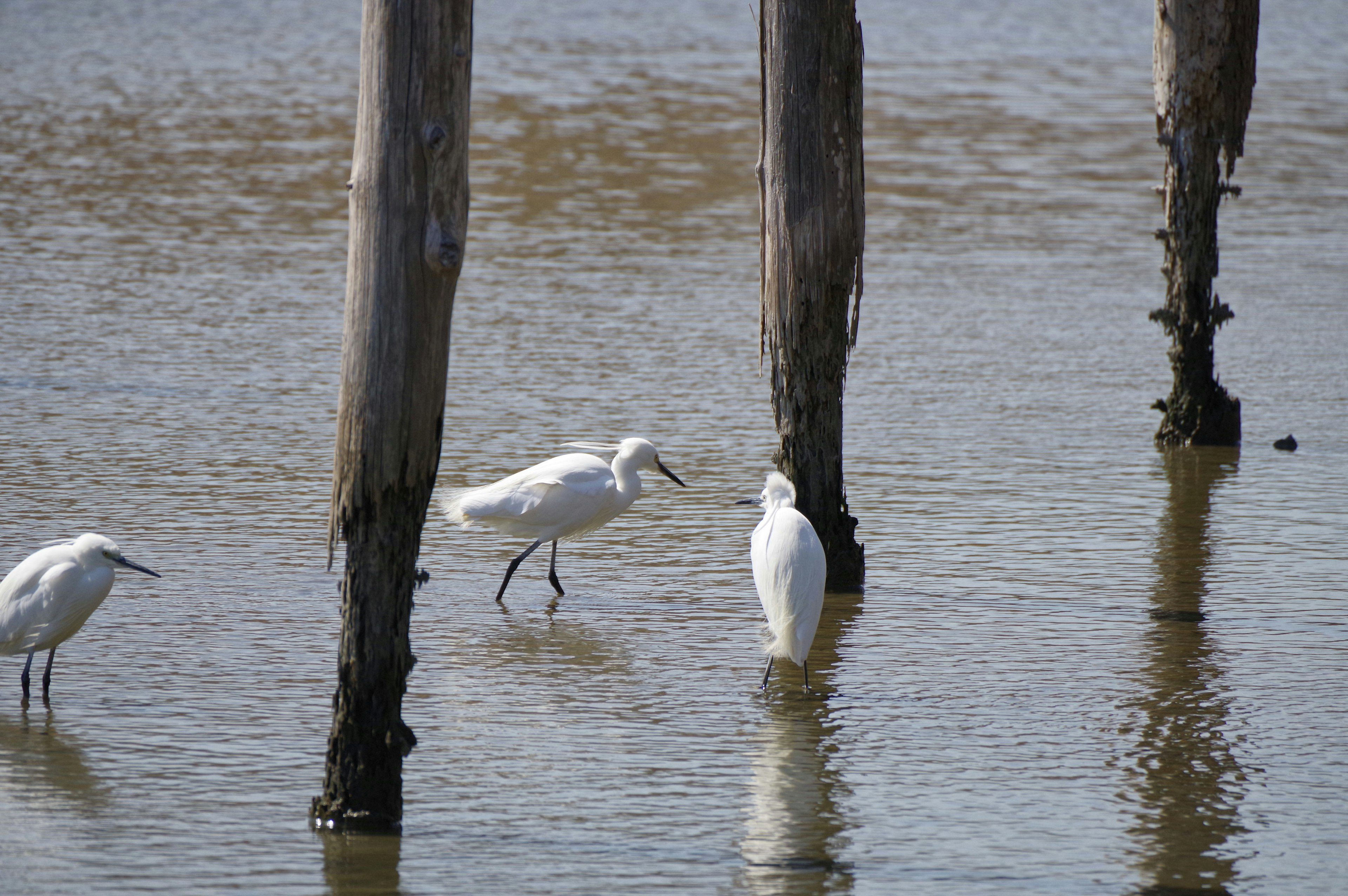 Weiße Vögel stehen im Wasser neben Holzpfosten